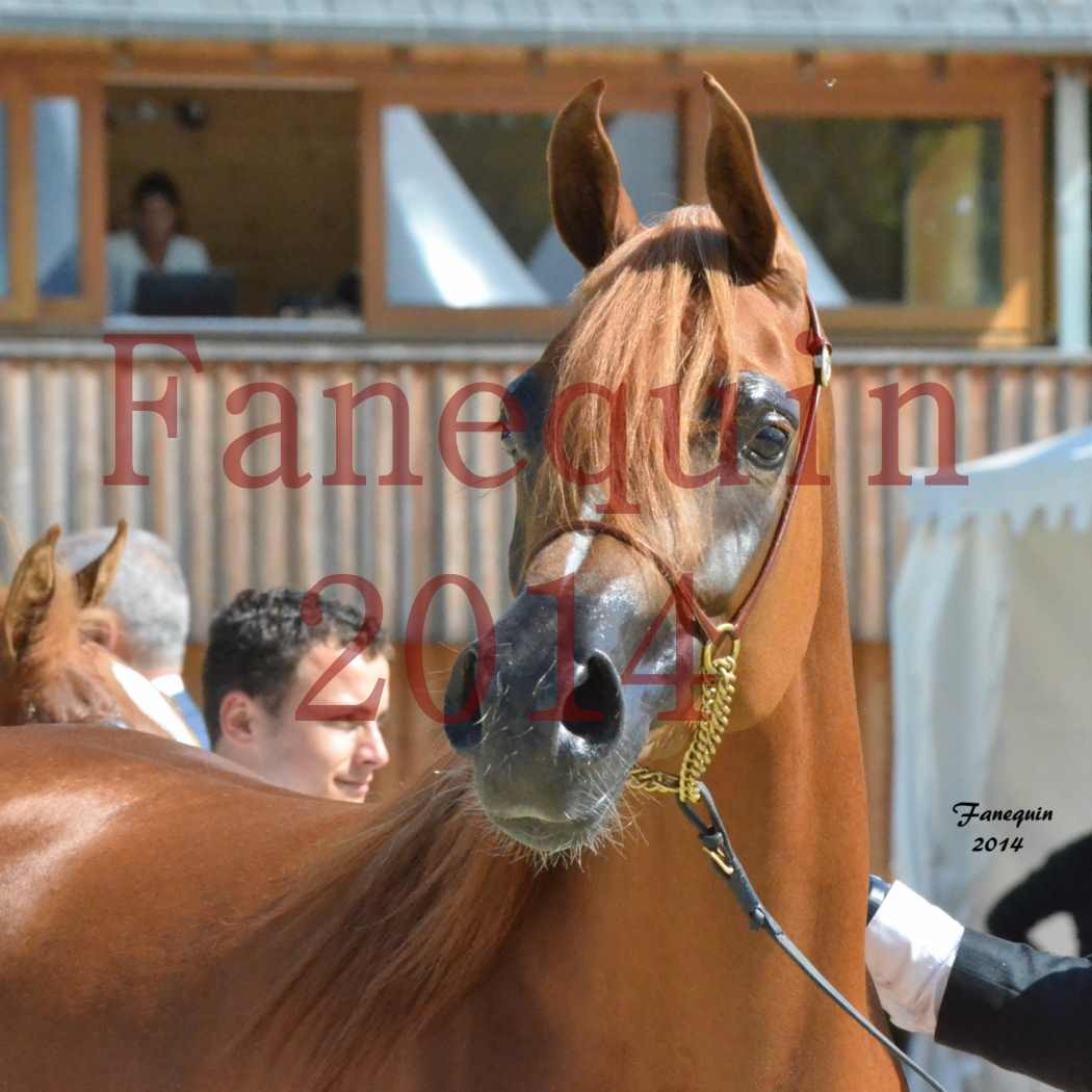 ﻿CHAMPIONNAT DE FRANCE 2014 A POMPADOUR - Notre Sélection - KINSHASA JA - 19