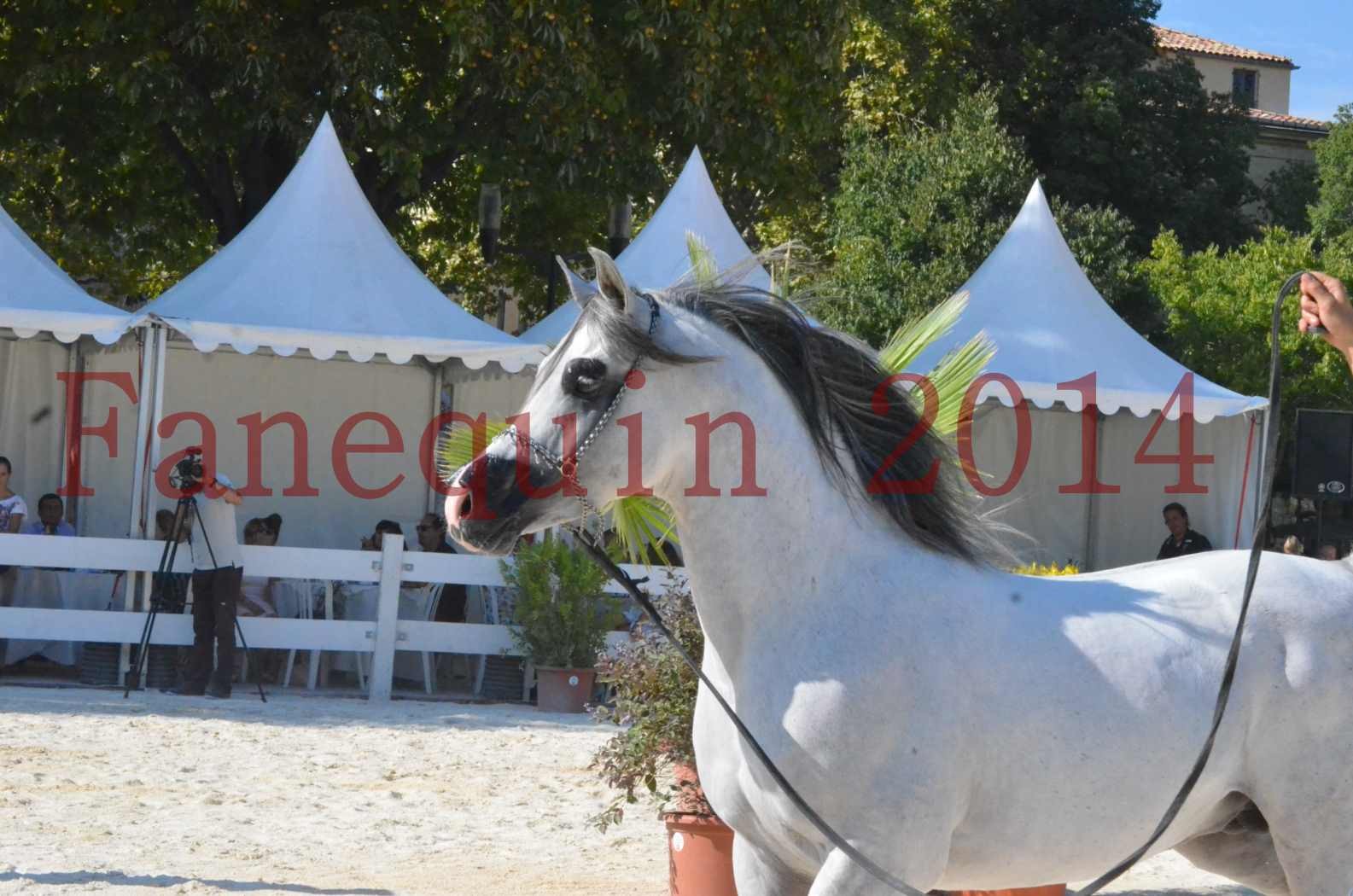 Concours National de Nîmes de chevaux ARABES 2014 - Championnat - SHAOLIN DE NEDJAIA - 32