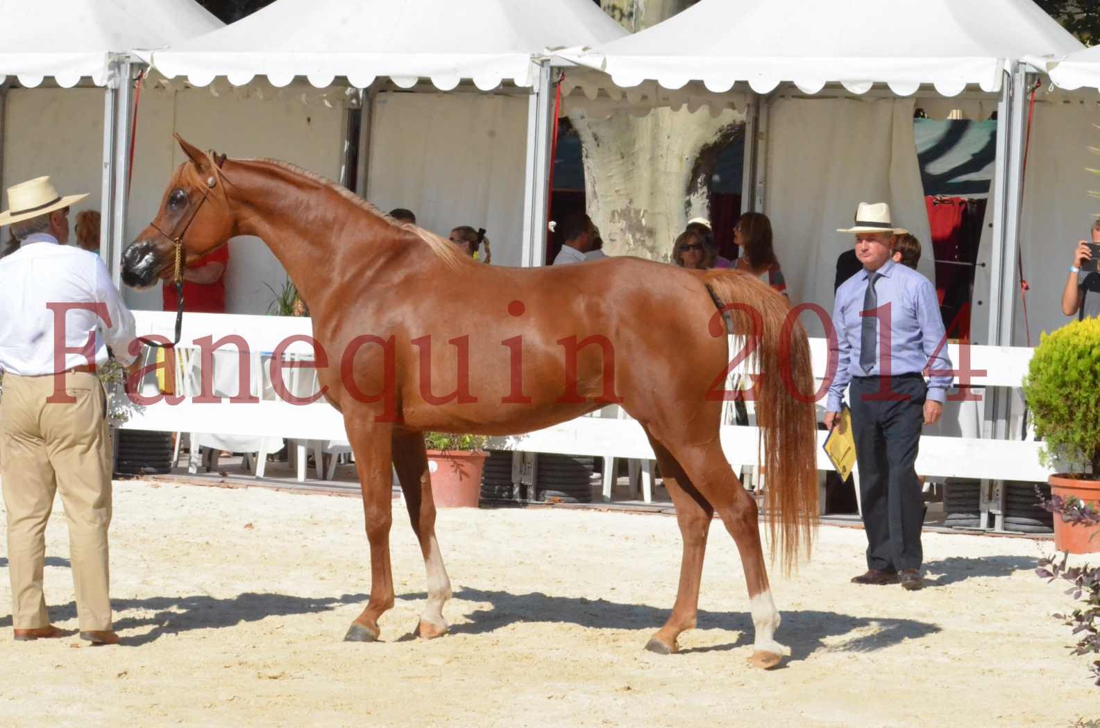 Concours National de Nîmes de chevaux ARABES 2014 - Championnat - MASSAI DE BARREL - 86