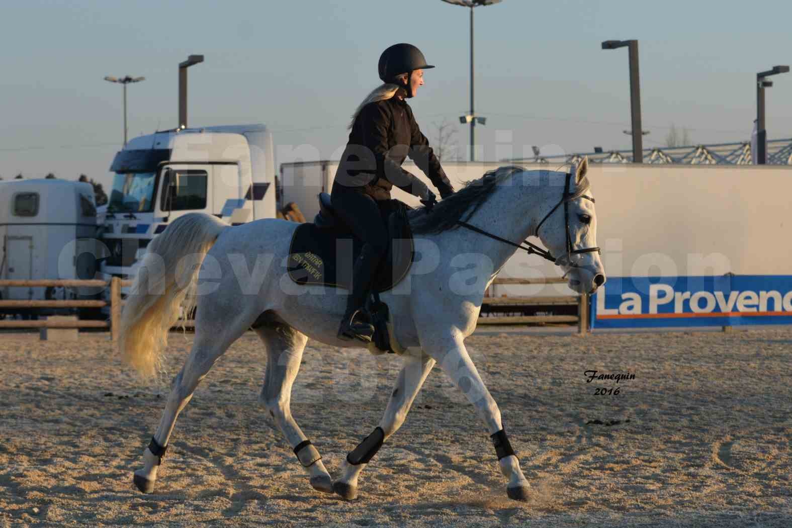 Cheval Passion 2016 - Présentation extérieure de chevaux Arabes montés - 14