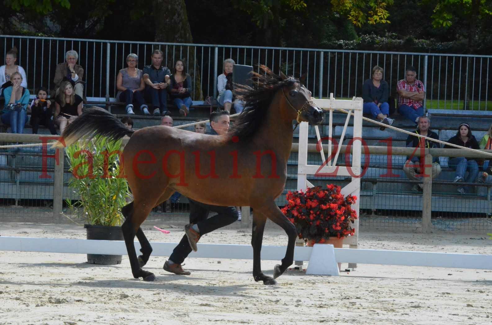 Championnat de FRANCE 2014 - Amateurs - KAL'ELLE D'ELHORIA - 43