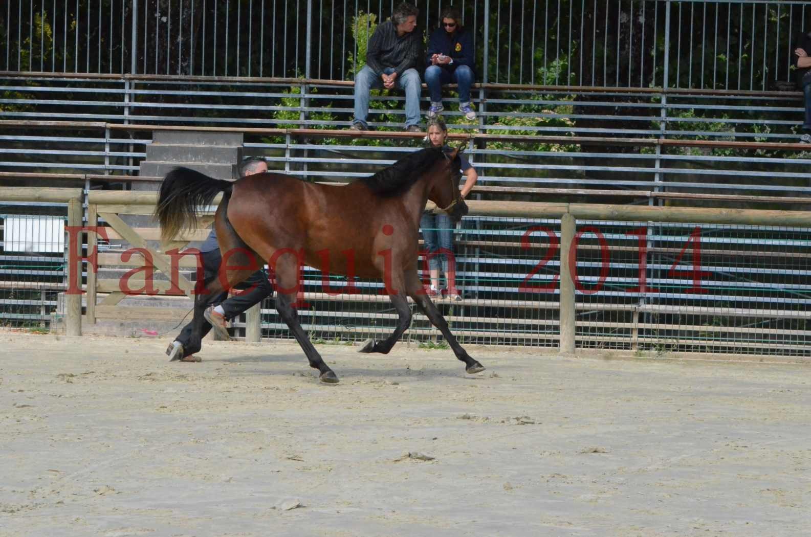 Championnat de FRANCE 2014 - Amateurs - KAL'ELLE D'ELHORIA - 13