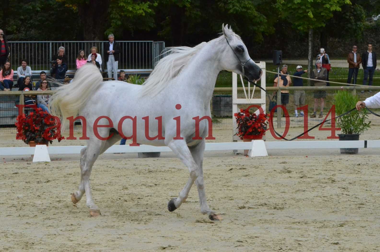 CHAMPIONNAT DE FRANCE 2014 A POMPADOUR - Sélection - FA STARLIGHT - 01