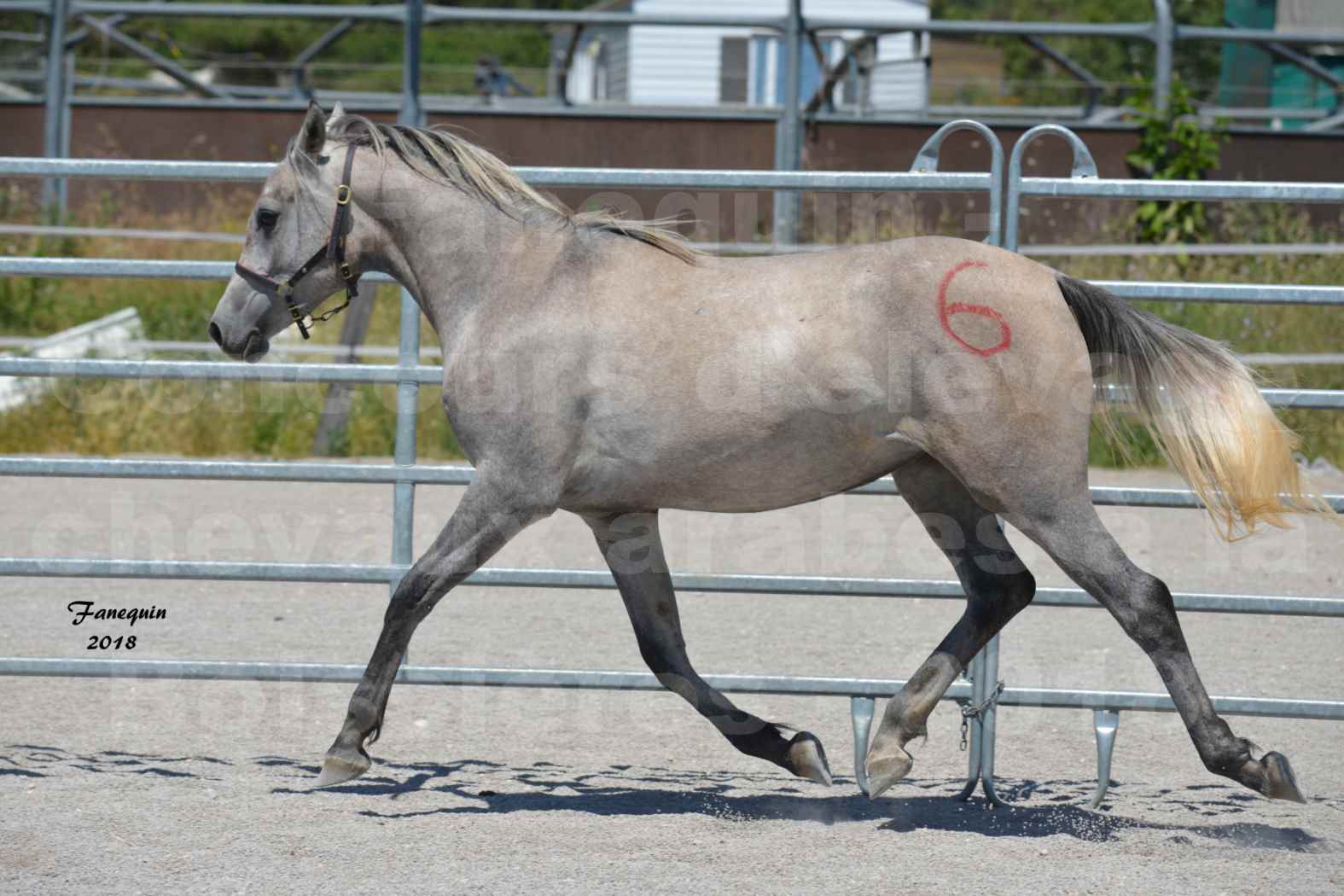 Concours d'Elevage de chevaux Arabes  le 27 juin 2018 à la BOISSIERE - GAZAK D'AURIERES - 07