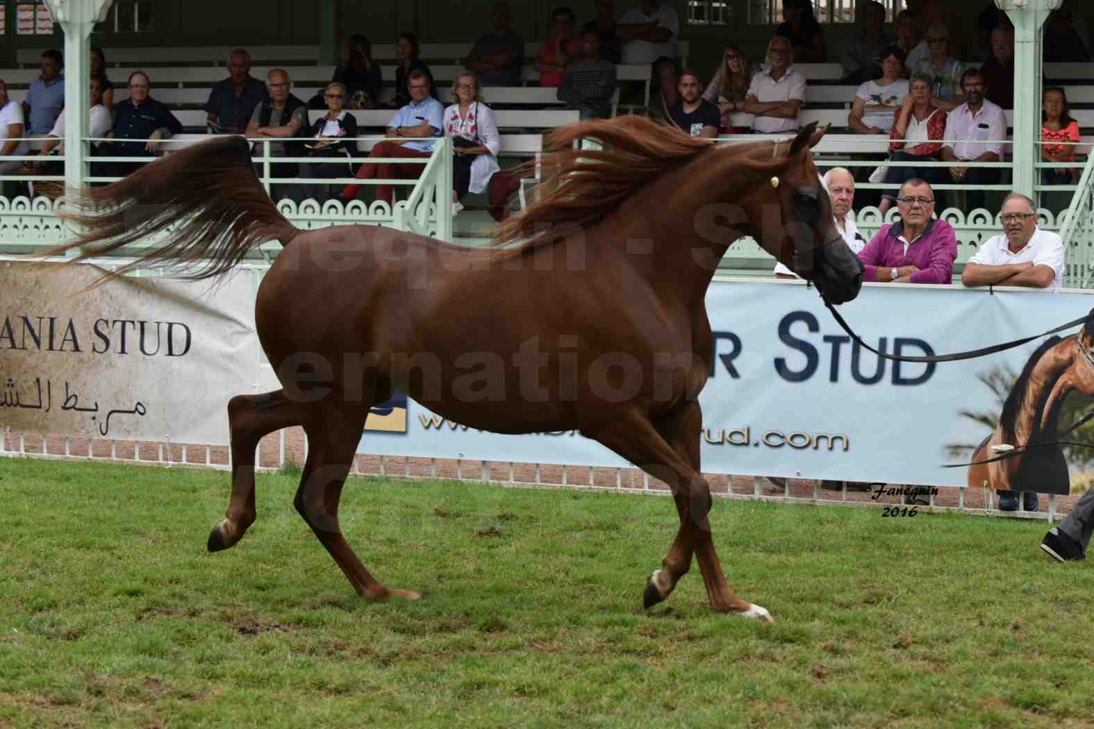 International Arabian Horse Show B de VICHY 2016 - PEARL DE DJOON - Notre Sélection - 06