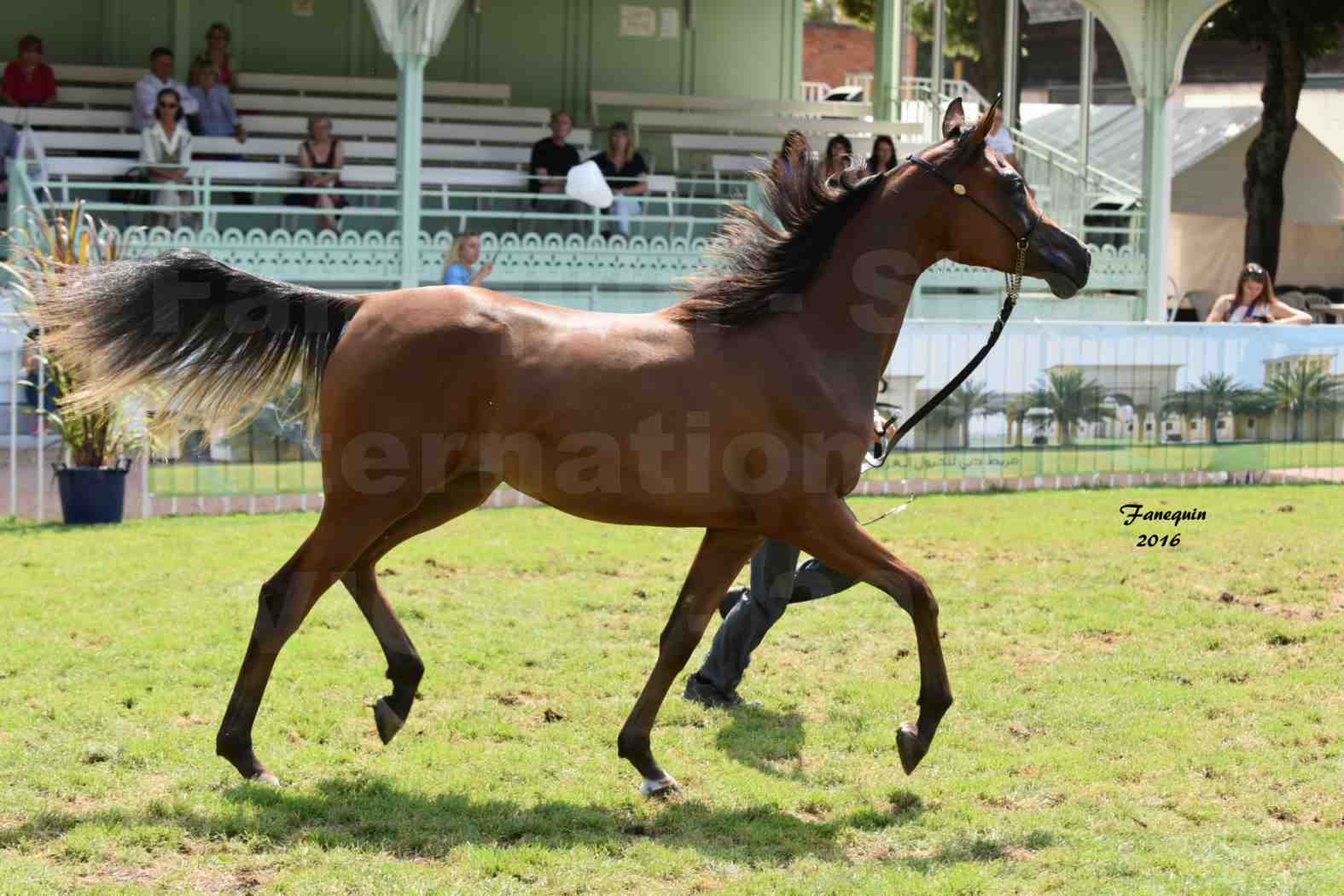 International Arabian Horse Show B de VICHY 2016 - ASRAR MS - Notre Sélection - 4