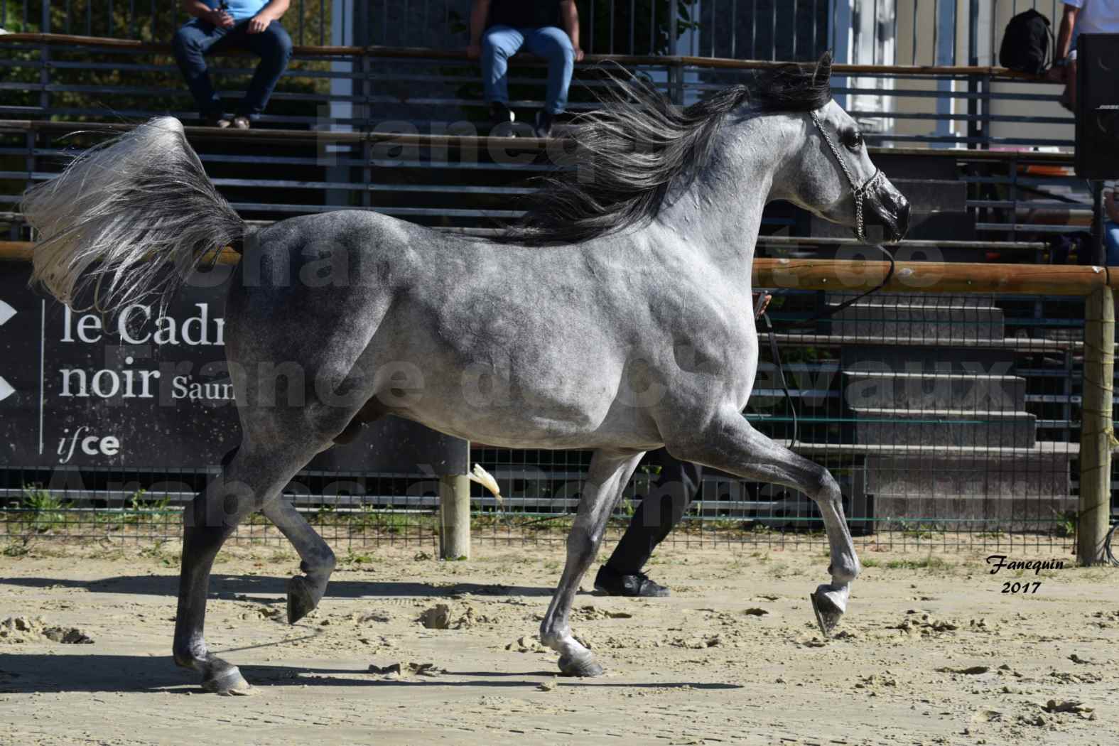 Championnat de France de Chevaux Arabes à Pompadour en 2017 - AL MINYA - 5