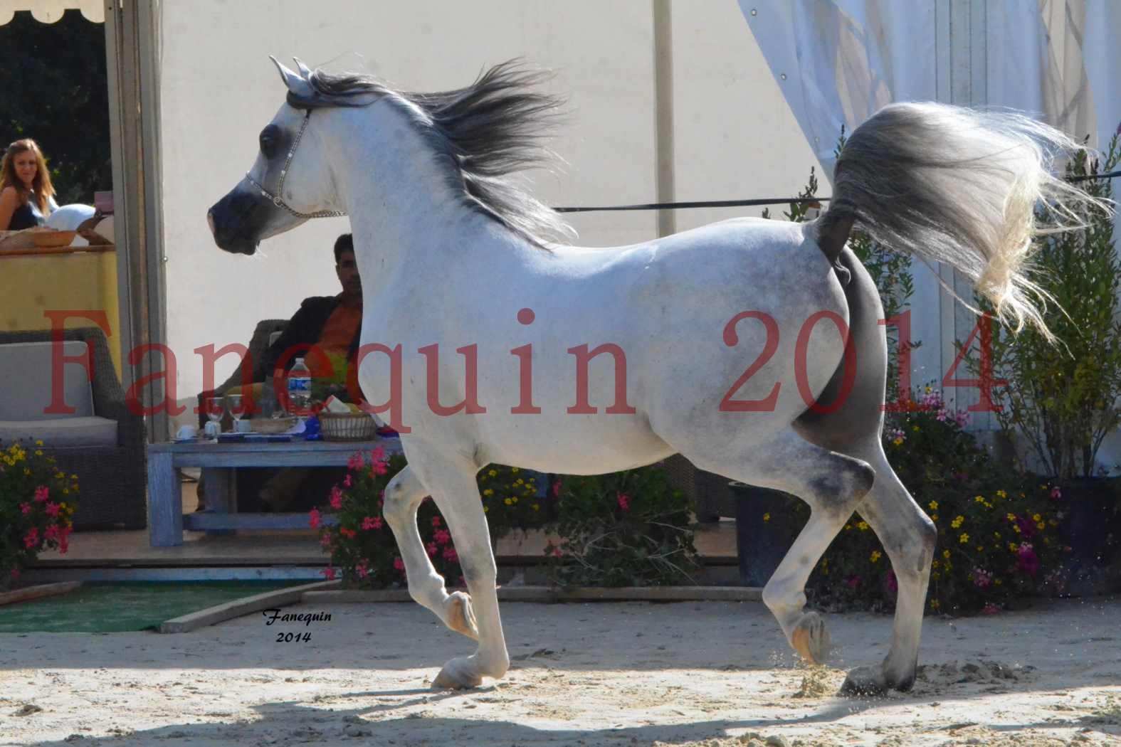 CHAMPIONNAT DE FRANCE  2014 A POMPADOUR - Notre Sélection - SHAOLIN DE NEDJAIA - 14