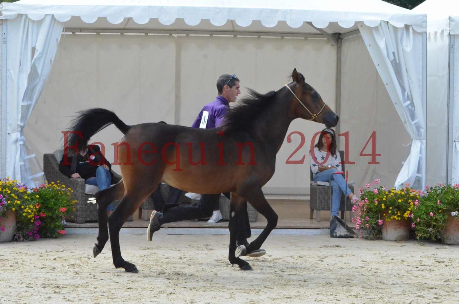 Championnat de FRANCE 2014 - Amateurs - SH FARAJAA - 17