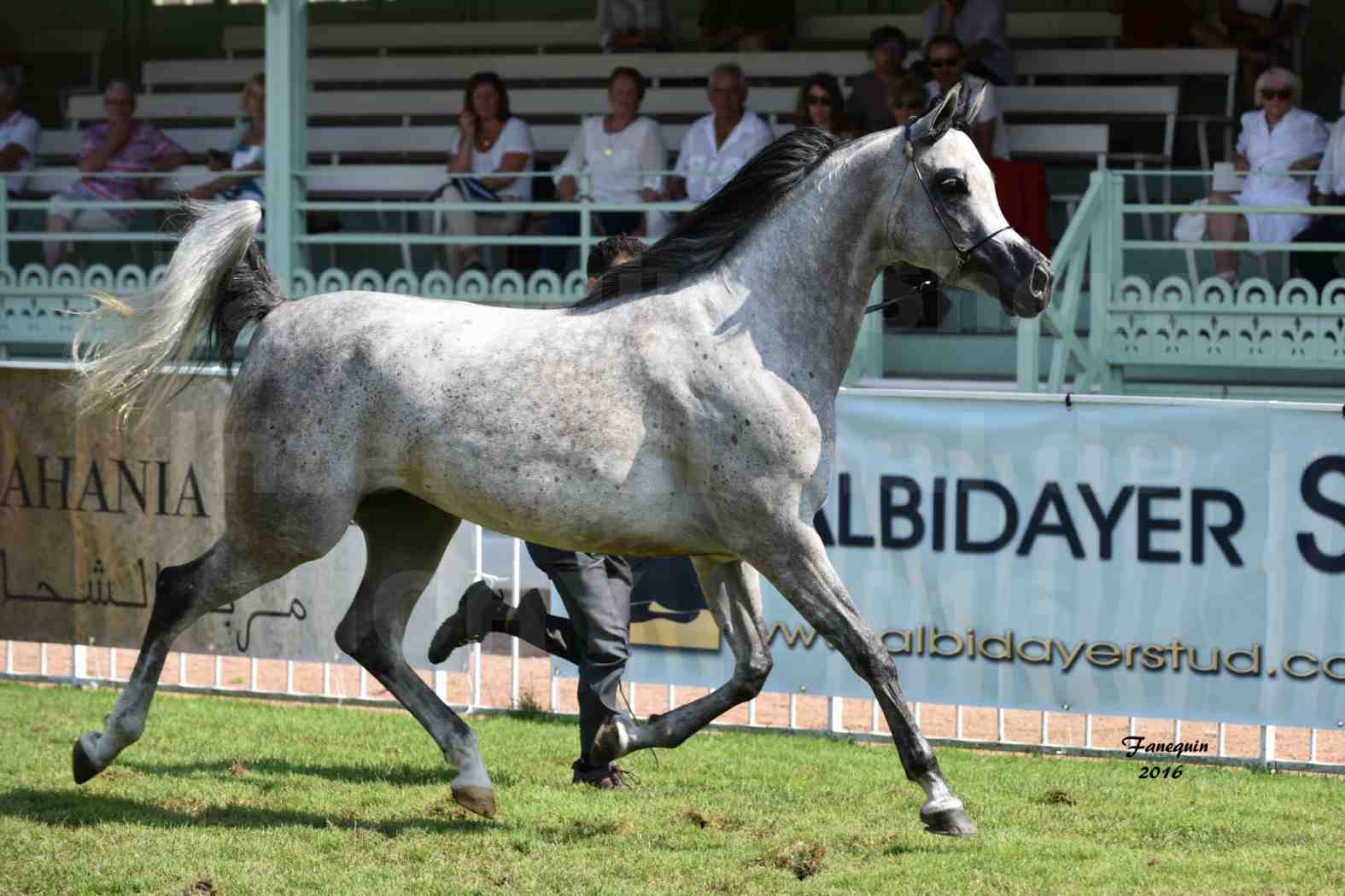 International Arabian Horse Show B de VICHY 2016 - ISABELLA - Notre Sélection - 05