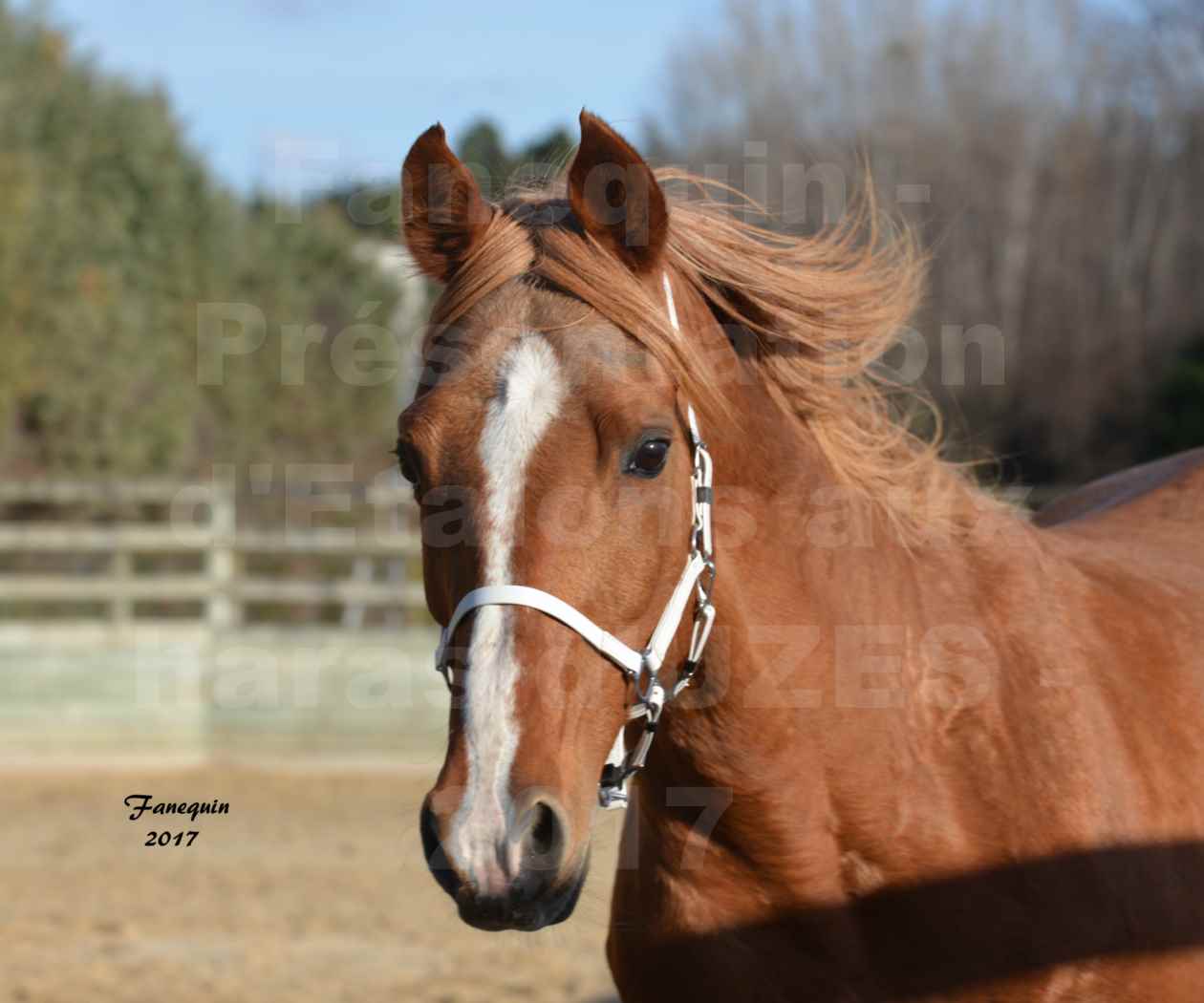 Présentation d’Étalons aux Haras d'UZES - présentation en liberté - Portraits - BRAHMA - 2