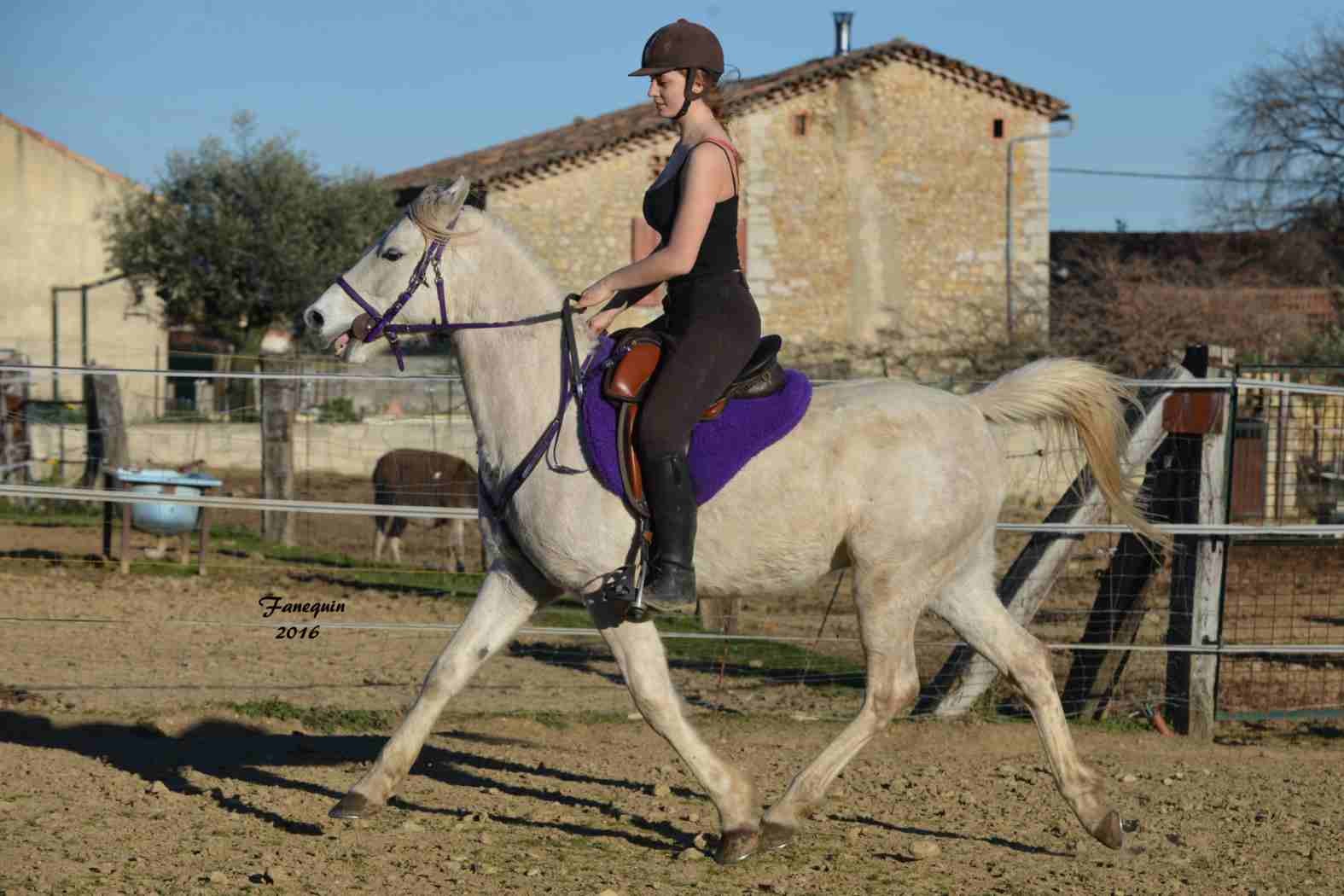 Elevage EL MAGLEP - BALKIS DU CAUSSE - Monté - 20