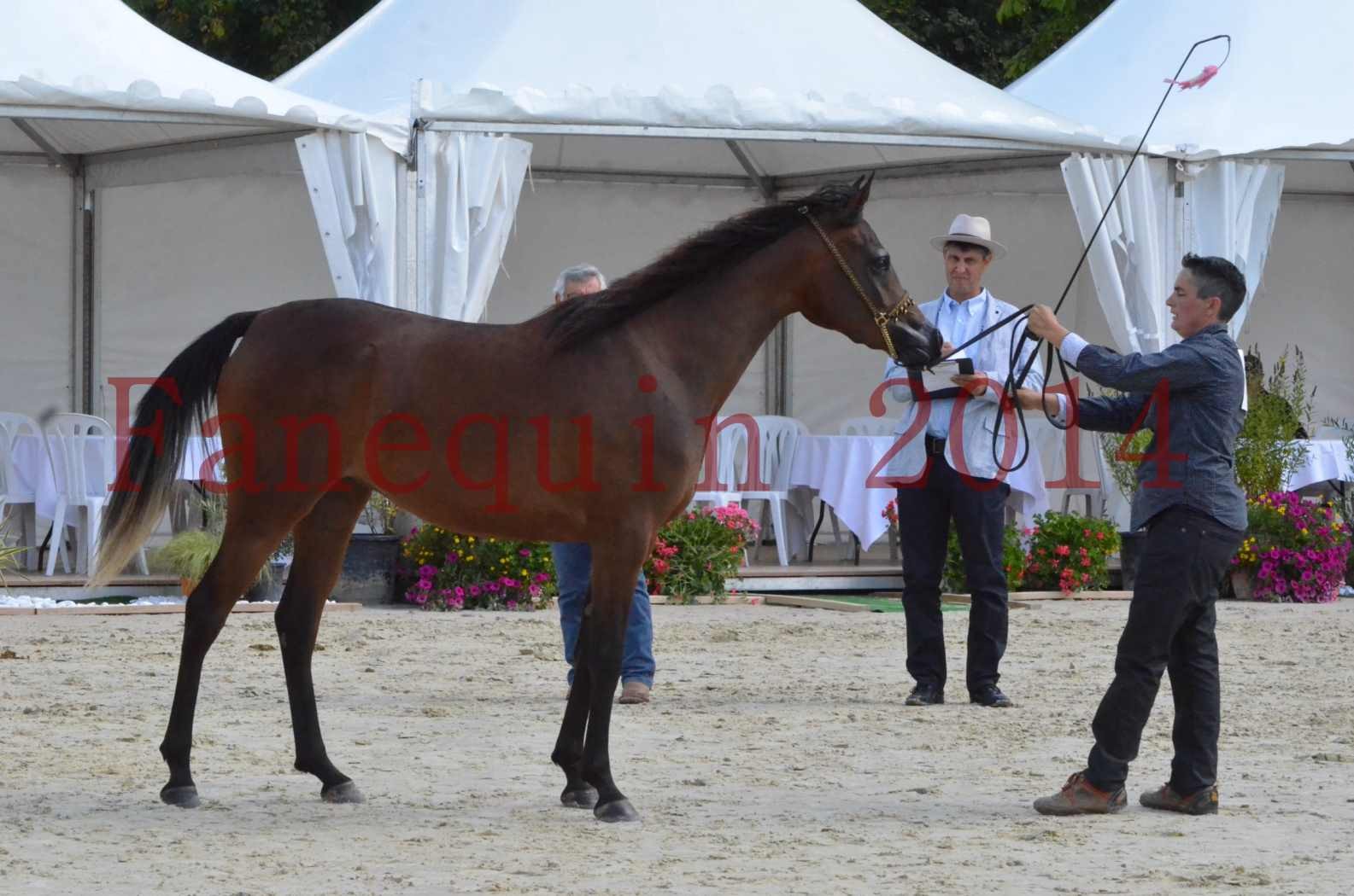 Championnat de FRANCE 2014 - Amateurs - KAL'ELLE D'ELHORIA - 80