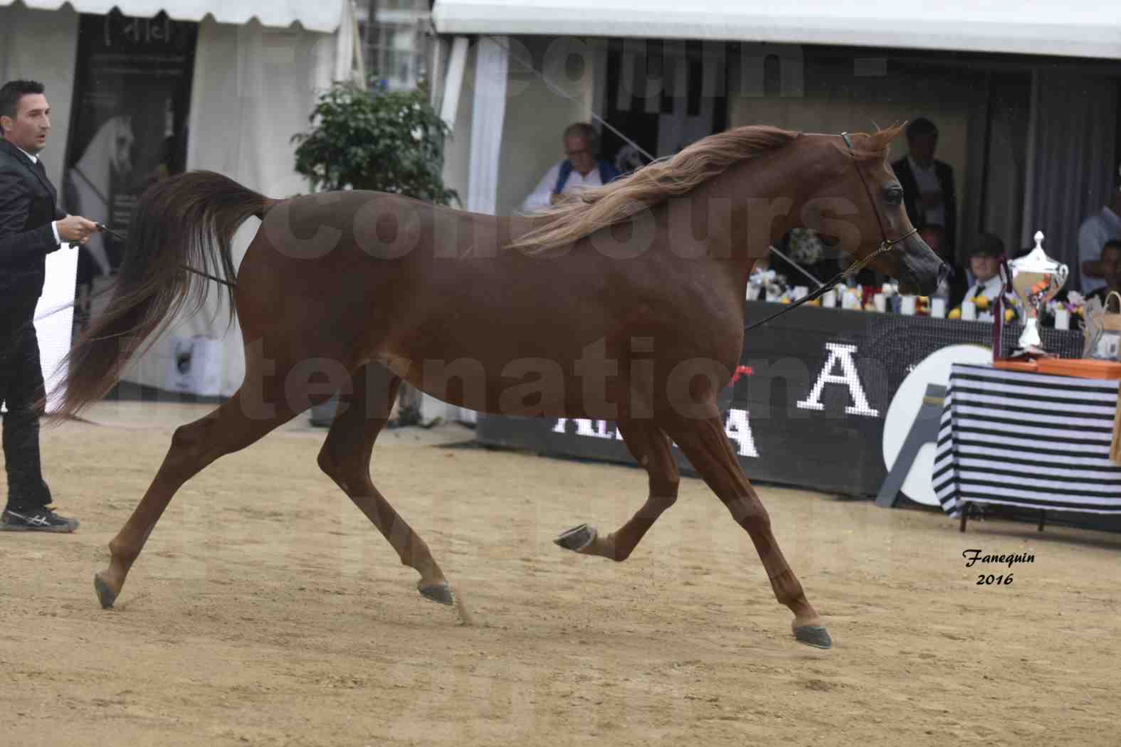 Championnat du pur-sang arabe de la Méditerranée et des pays arabes - MENTON 2016 - ELLE FLAMENCA - Notre Sélection - 10