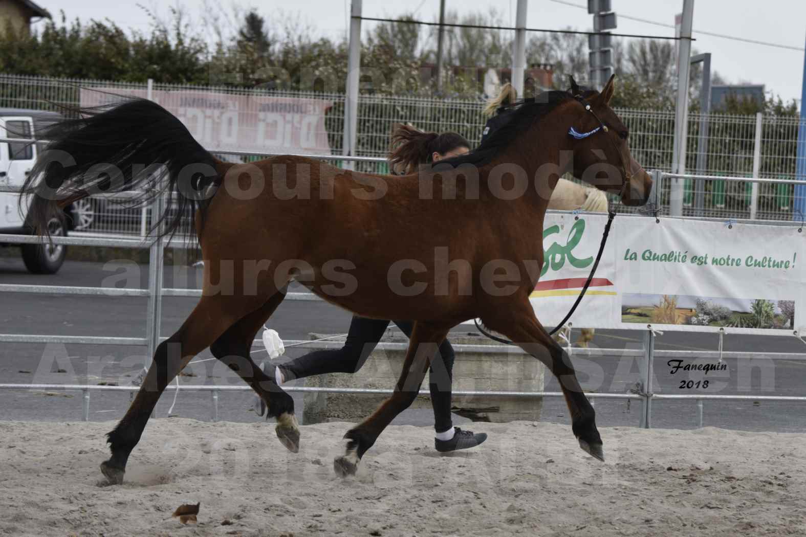 Concours d'élevage de Chevaux Arabes - Demi Sang Arabes - Anglo Arabes - ALBI les 6 & 7 Avril 2018 - ELEGANTE PICAREL - Notre Sélection - 7