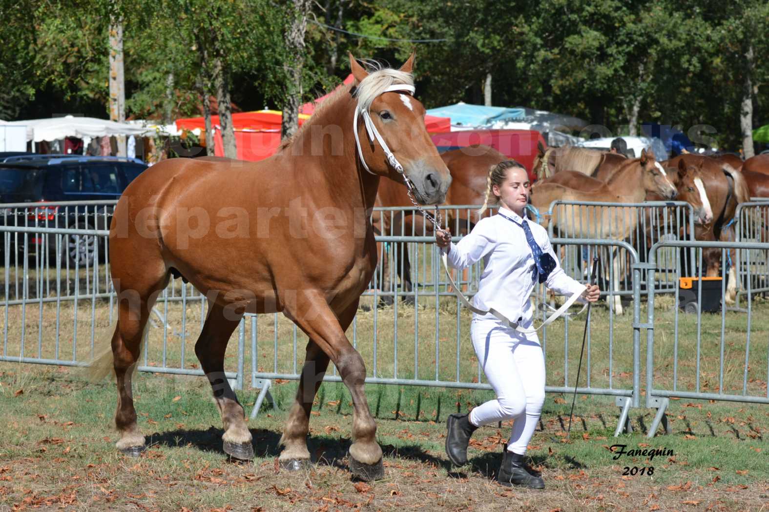 Concours départemental de chevaux de traits à GRAULHET en 2018 - Elevage POUJADE - Notre Sélection - 07
