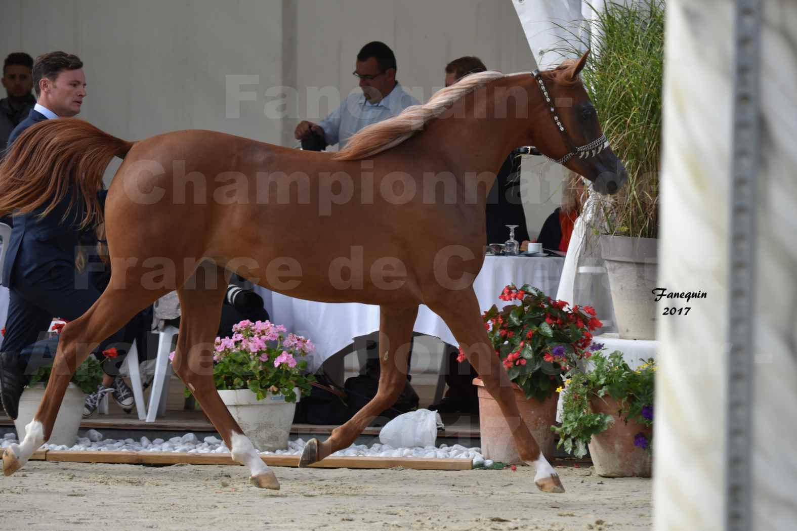 Championnat de France de Chevaux Arabes à Pompadour - HARMONIA JJ - 11