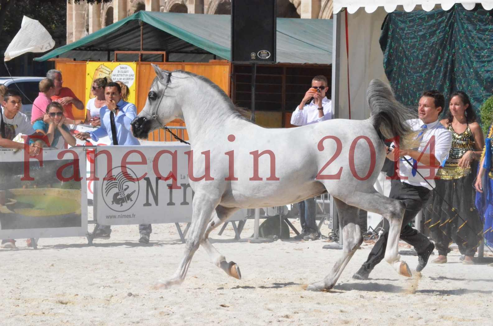 Concours National de Nîmes de chevaux ARABES 2014 - Sélection - SHAOLIN DE NEDJAIA - 33