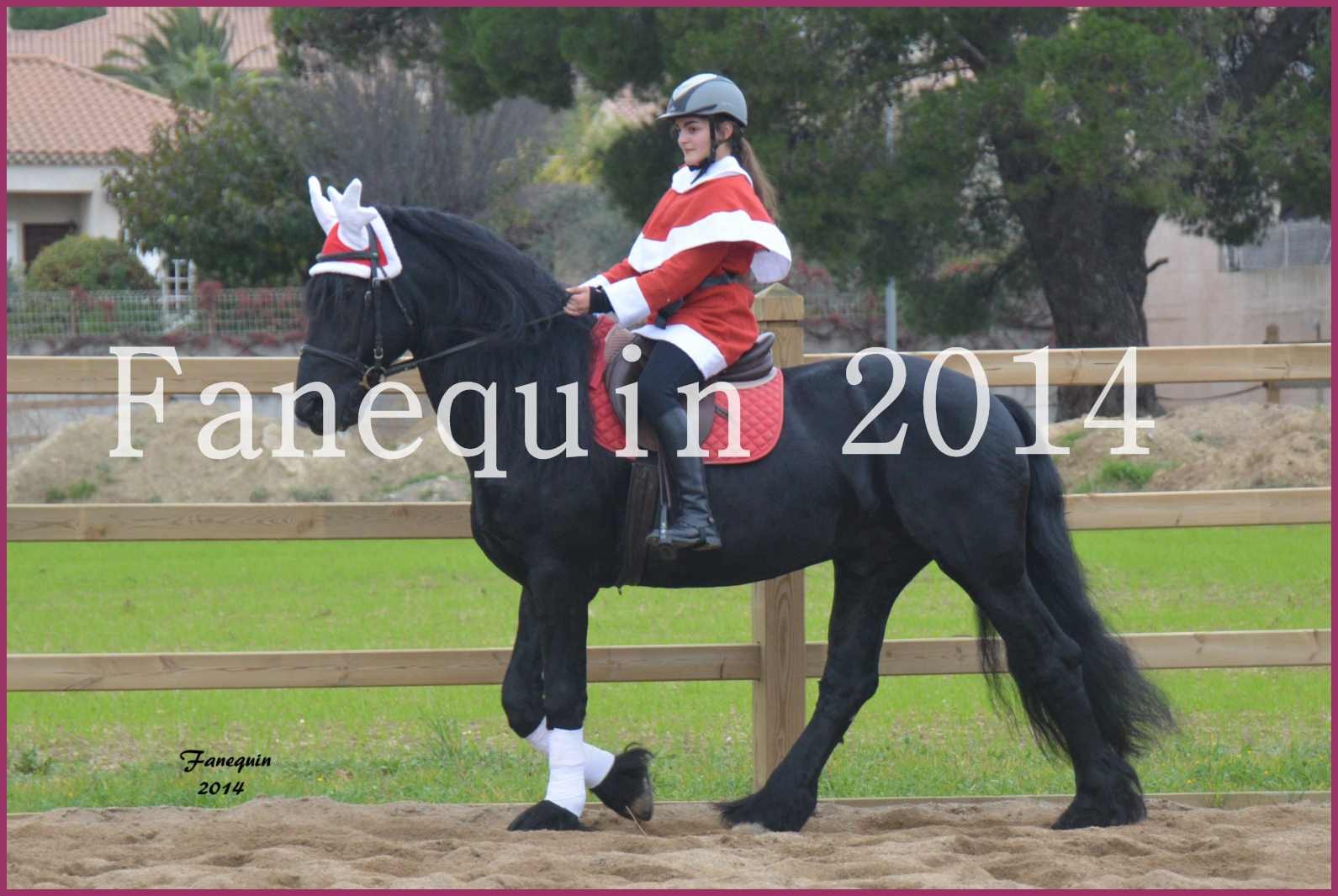 Domaine de LAMARRE - Elevage de Chevaux - étalon FRISON monté - 2