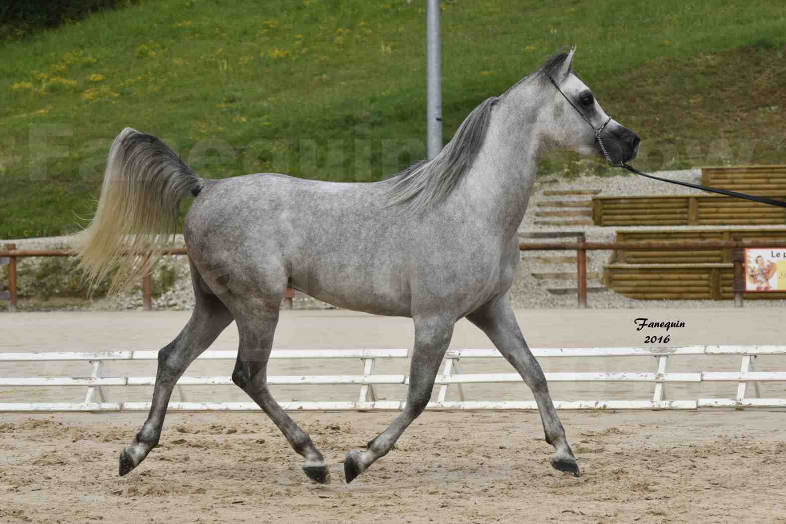 Show national de chevaux arabe à CHAZEY sur AIN - ANWAR ISHANE - 3