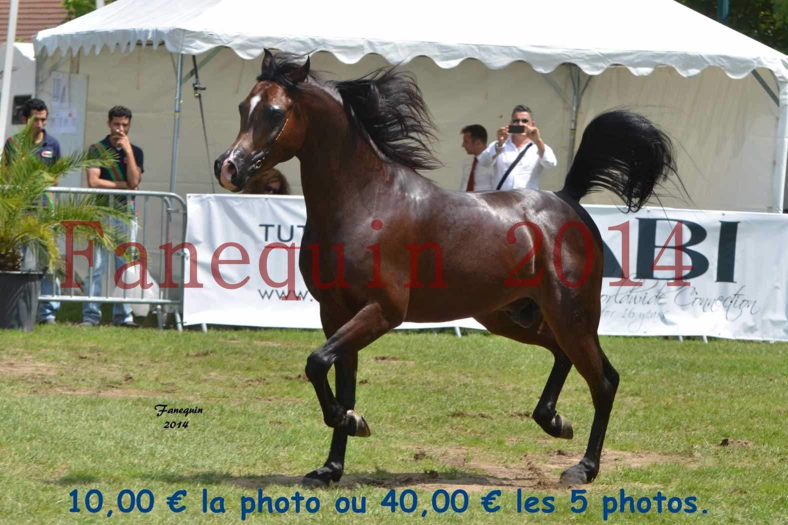 Show international de VICHY 2014 - Parade des Etalons - KANZ  ALBIDAYER