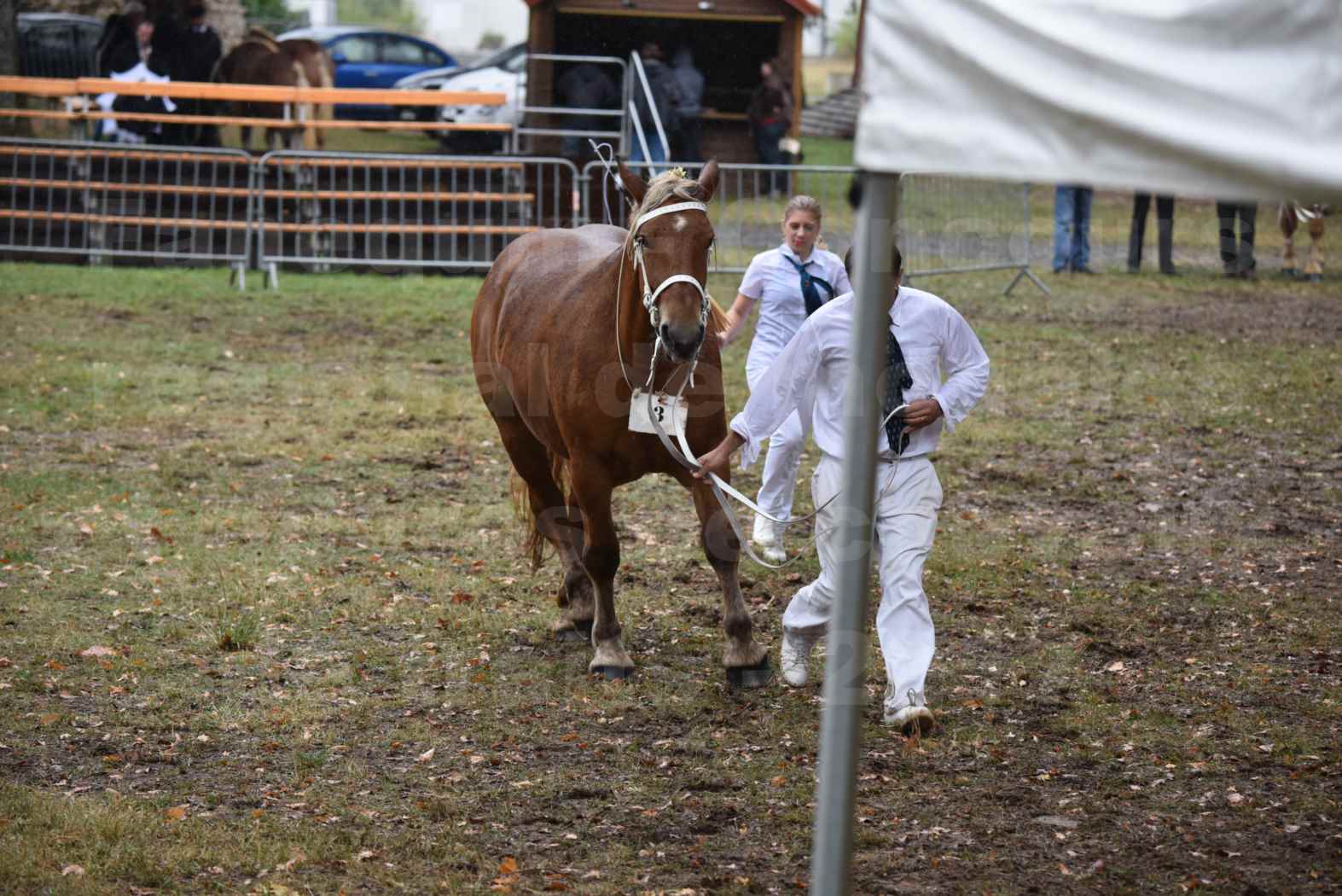 Concours Régional de chevaux de traits en 2017 - Trait COMTOIS - FIDJY DE GRILLOLES - 07