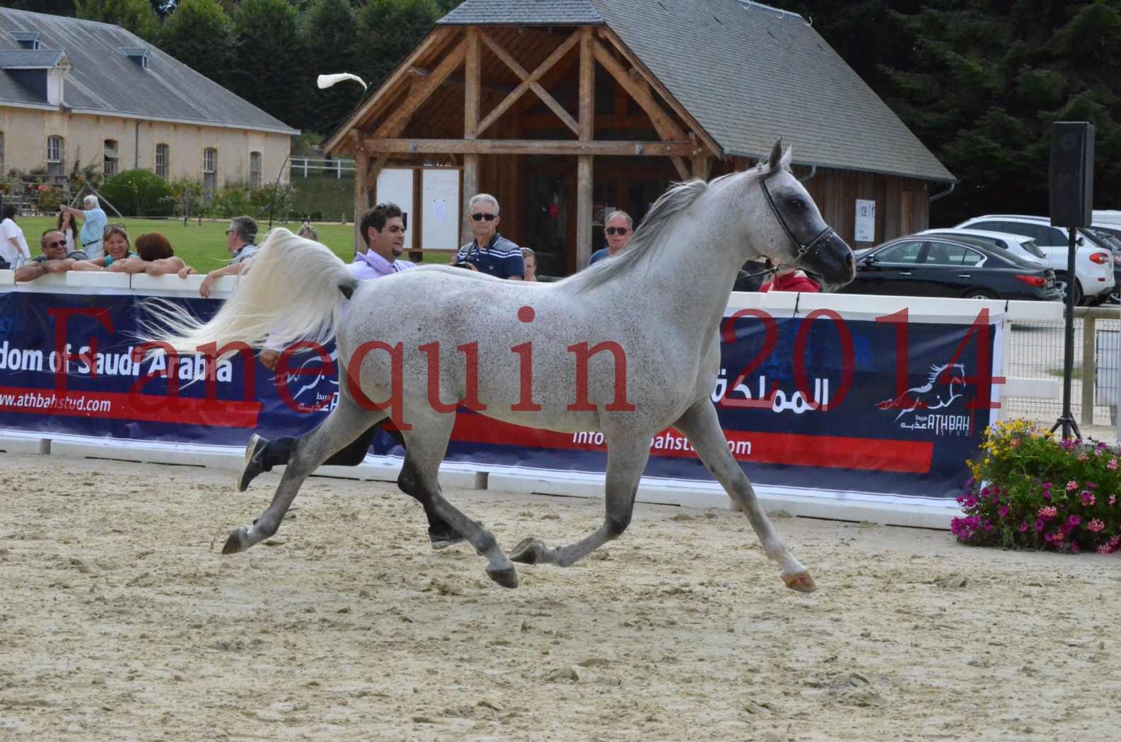 CHAMPIONNAT DE FRANCE  2014 A POMPADOUR - Championnat - SHEYK DE GARGASSAN - 02