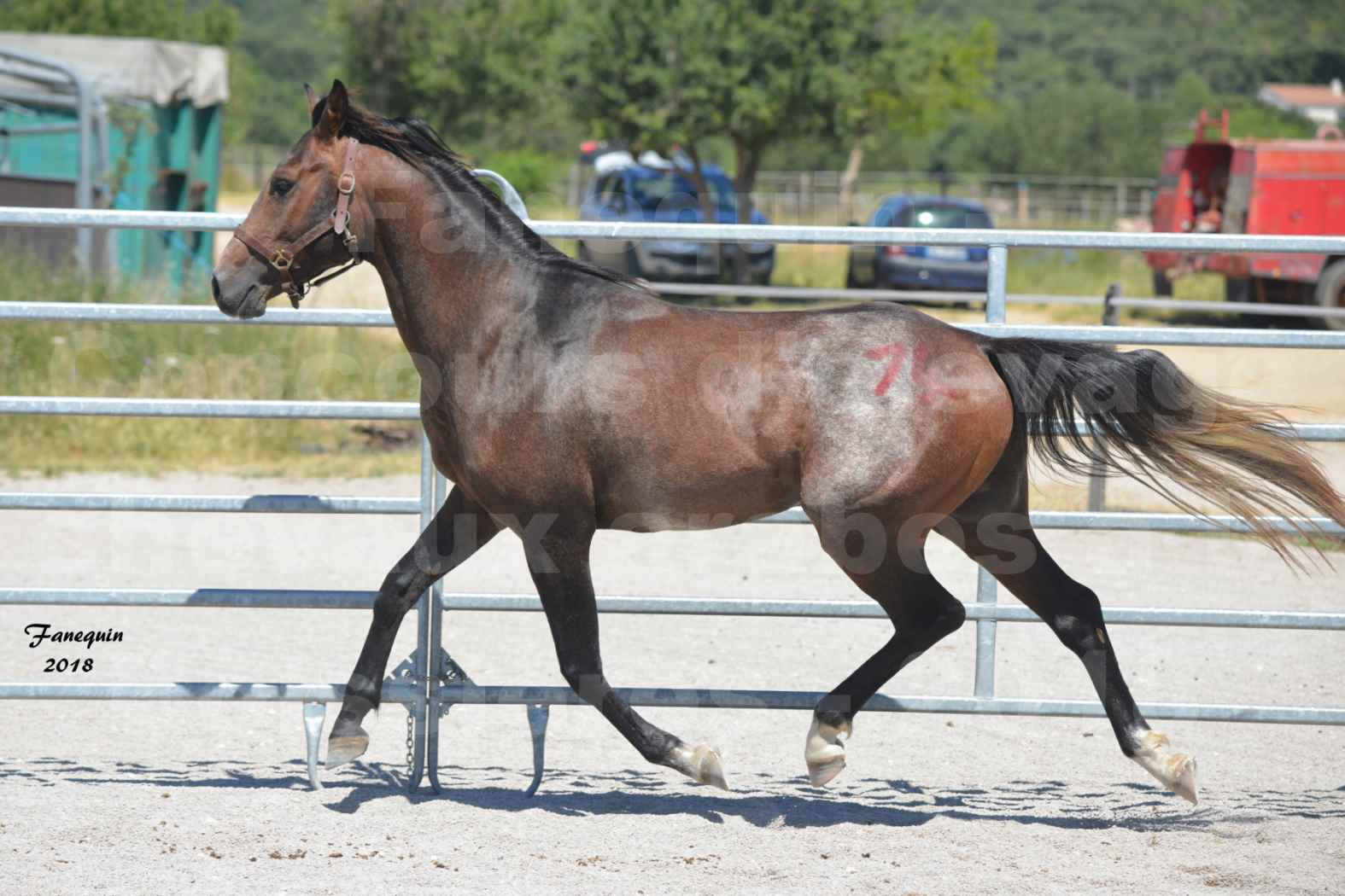 Concours d'Elevage de chevaux Arabes  le 27 juin 2018 à la BOISSIERE - DORKKAN DE FIGNOLS - 04