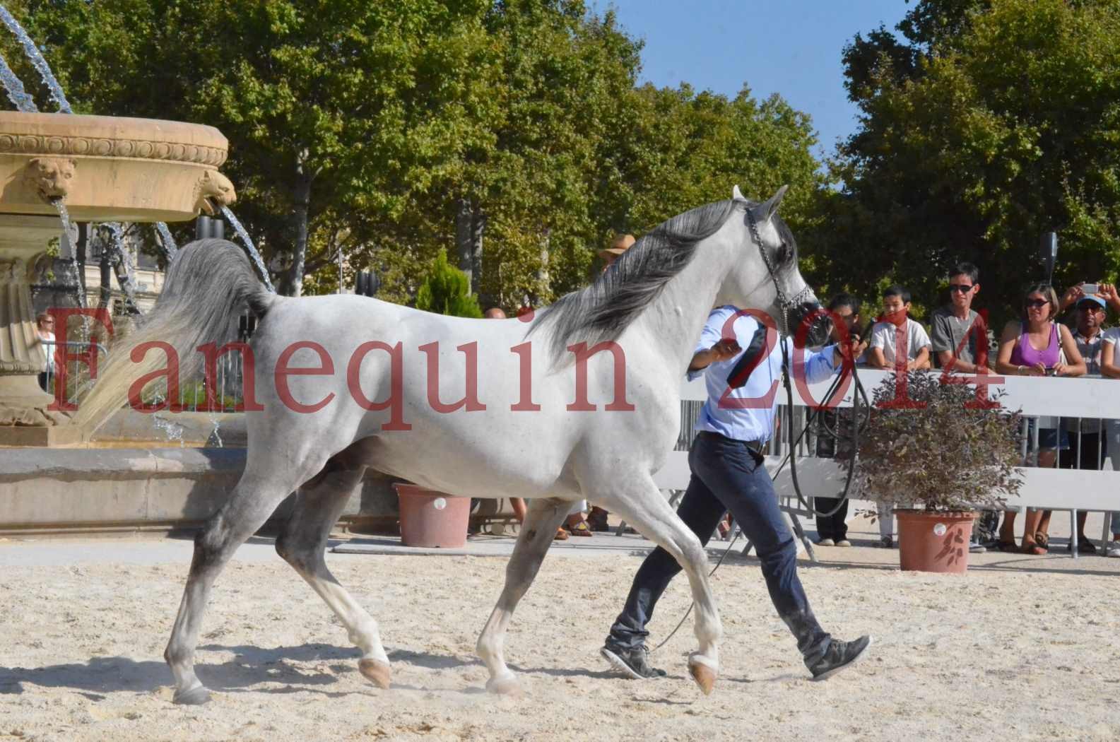 Concours National de Nîmes de chevaux ARABES 2014 - Championnat - SHAOLIN DE NEDJAIA - 50