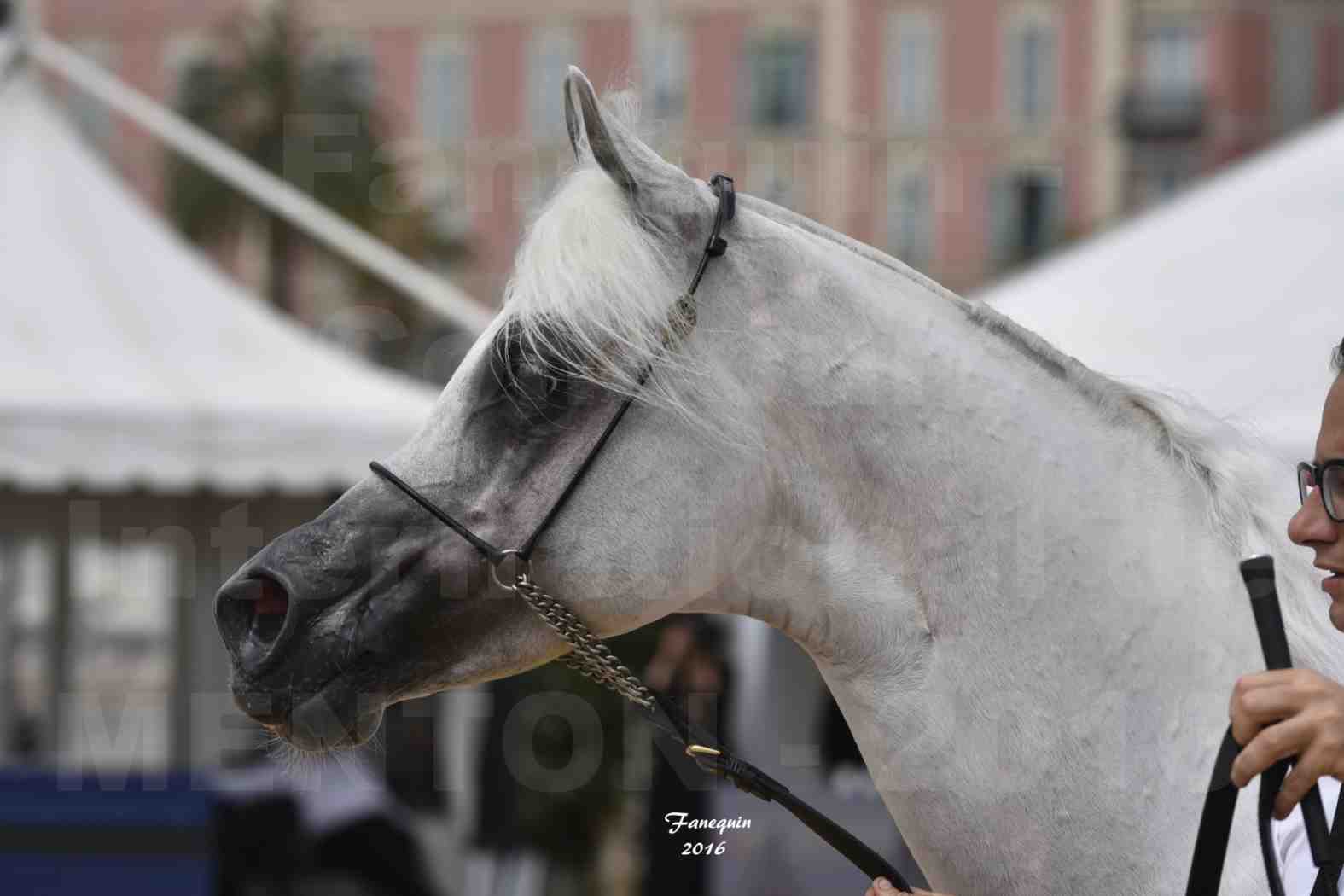 Show International de chevaux ARABES de MENTON 2016 - AJA ANGELO - Notre Sélection - Portraits - 12