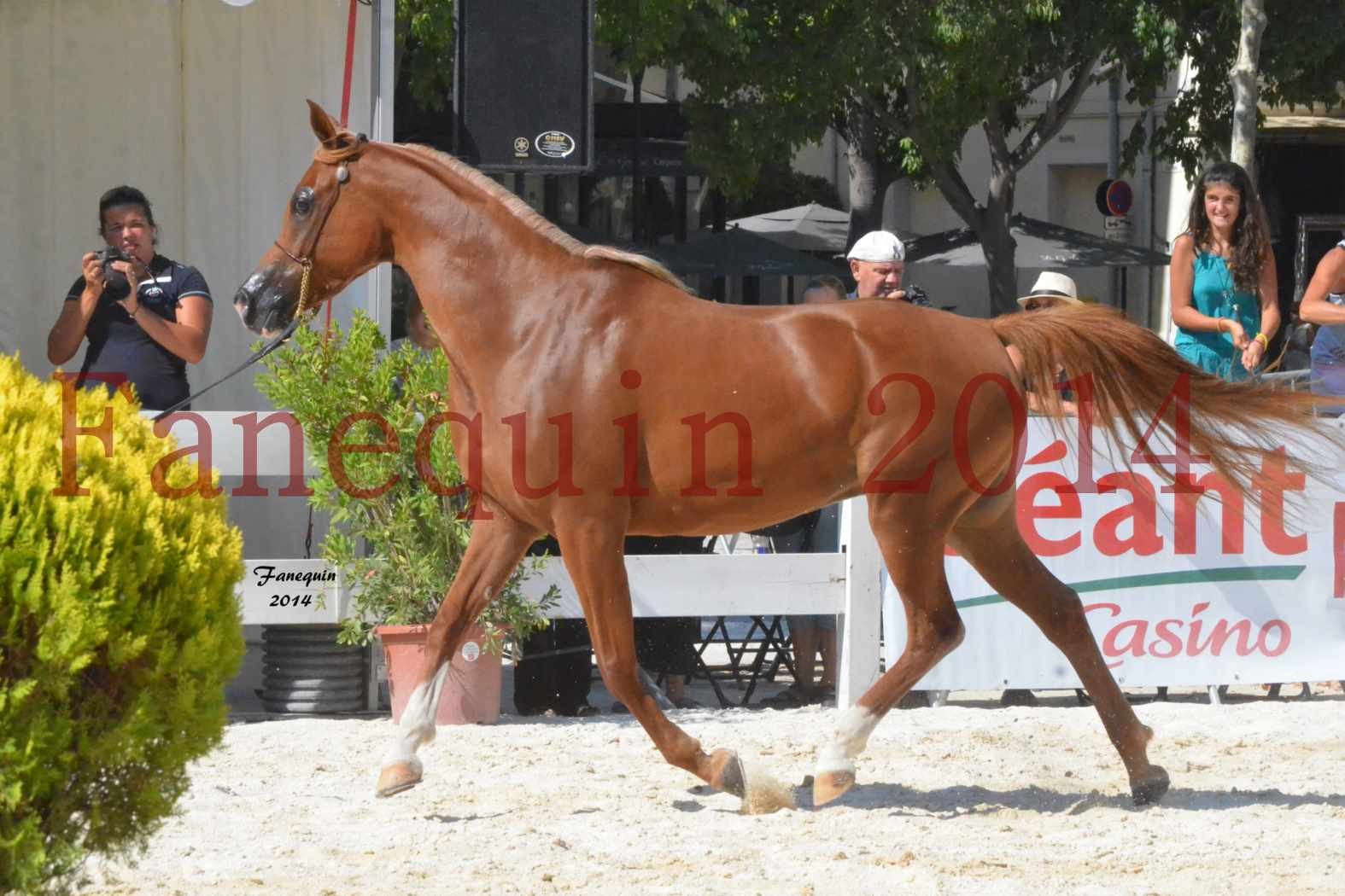 Concours National de Nîmes de chevaux ARABES 2014 - Notre Sélection - MASSAI DE BARREL - 02