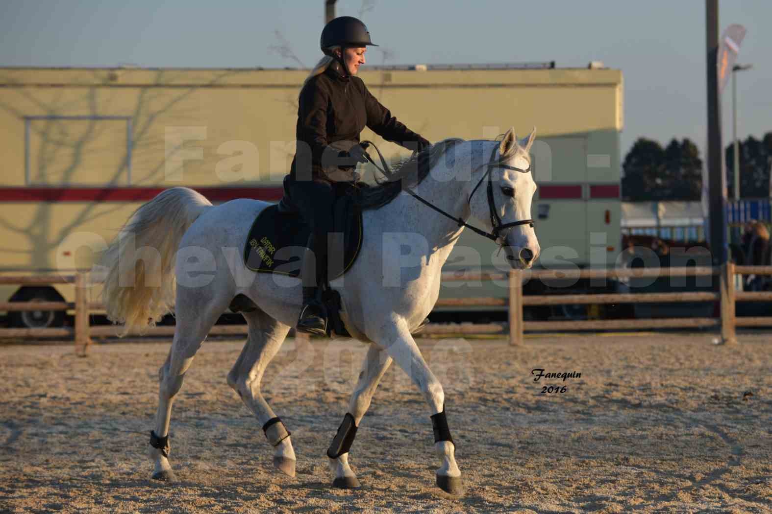 Cheval Passion 2016 - Présentation extérieure de chevaux Arabes montés - 13