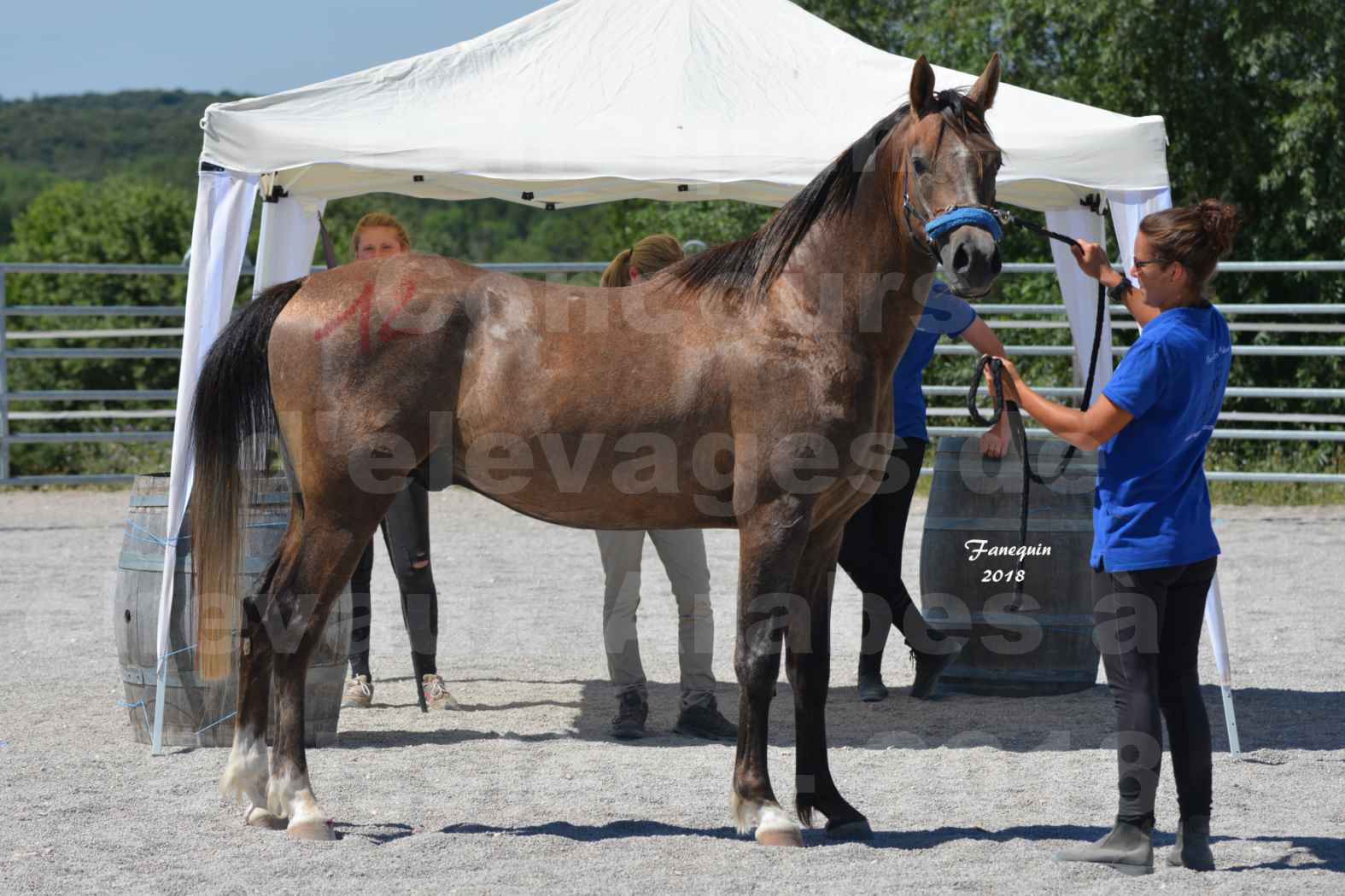 Concours d'Elevage de chevaux Arabes  le 27 juin 2018 à la BOISSIERE - MAREK LOTOIS - 8