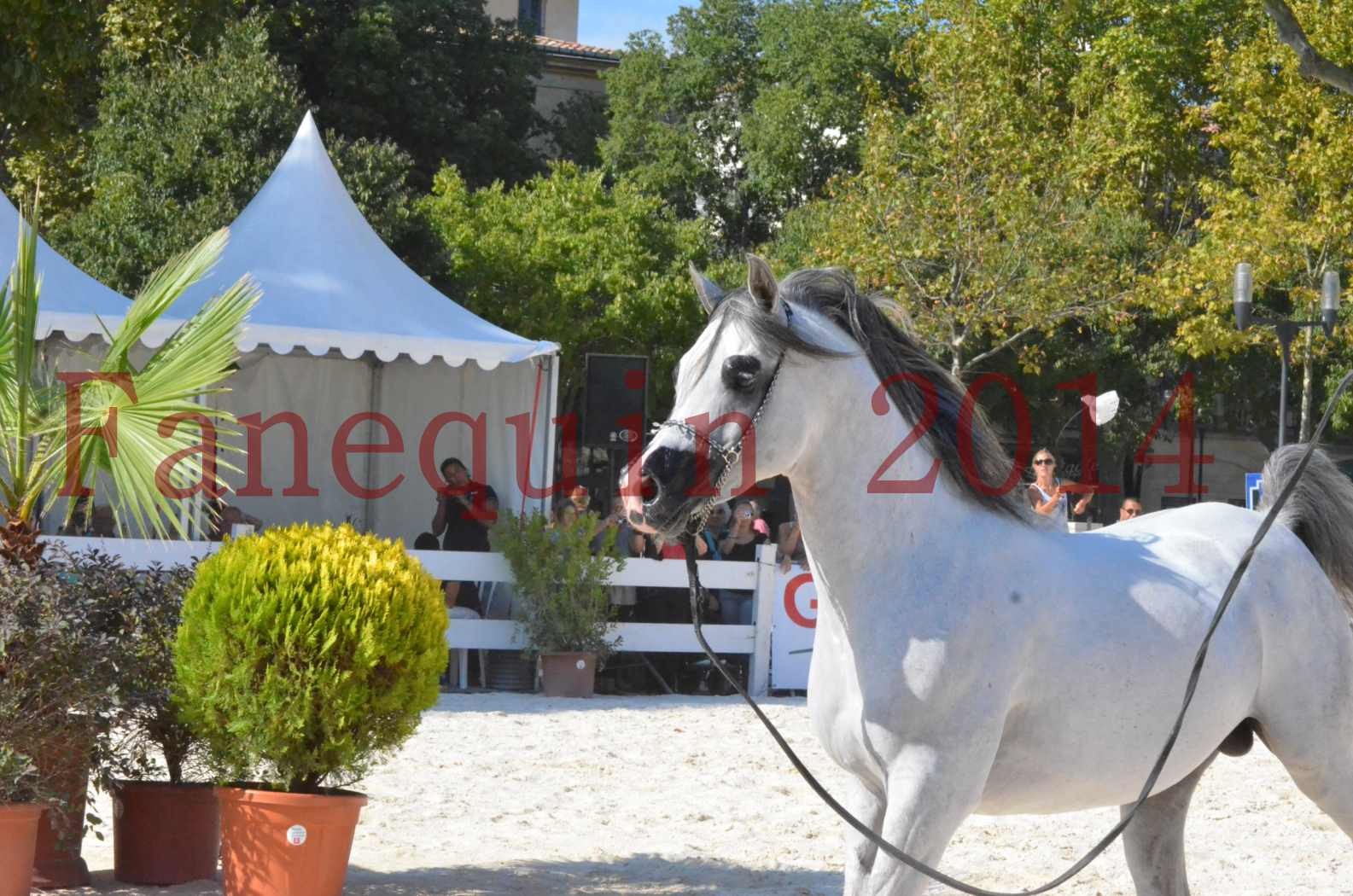 Concours National de Nîmes de chevaux ARABES 2014 - Championnat - SHAOLIN DE NEDJAIA - 30