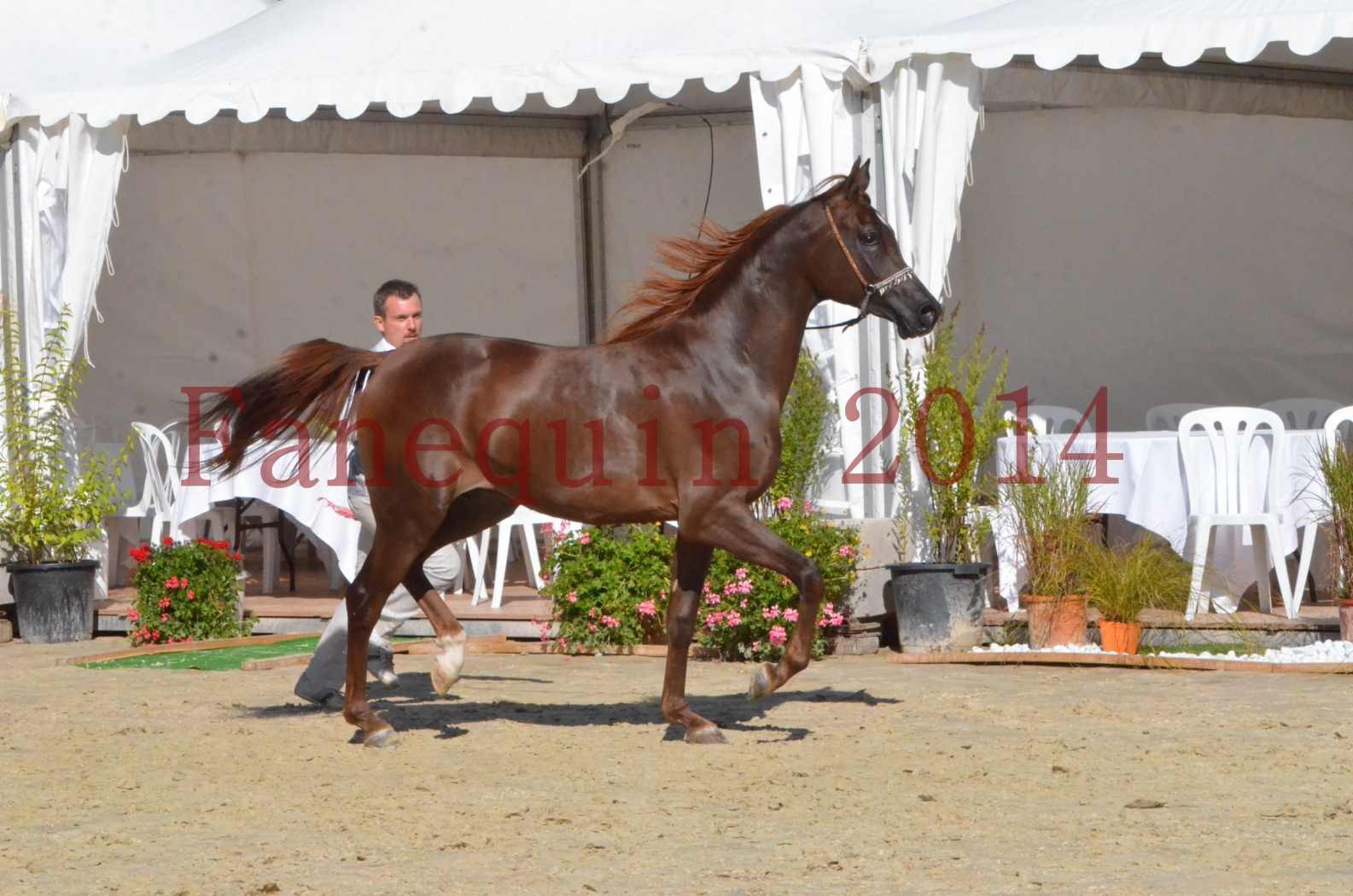 Championnat de FRANCE 2014 - Amateurs - LAMAL - 52