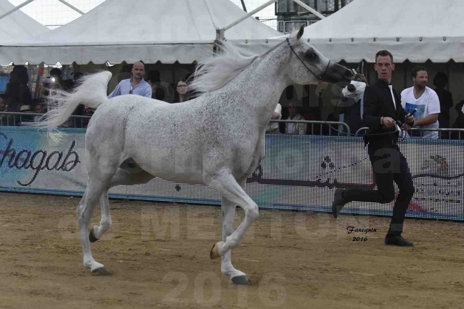 Championnat du pur-sang arabe de la Méditerranée et des pays arabes - MENTON 2016 - MAGIC MA CHERIE - Notre Sélection - 08