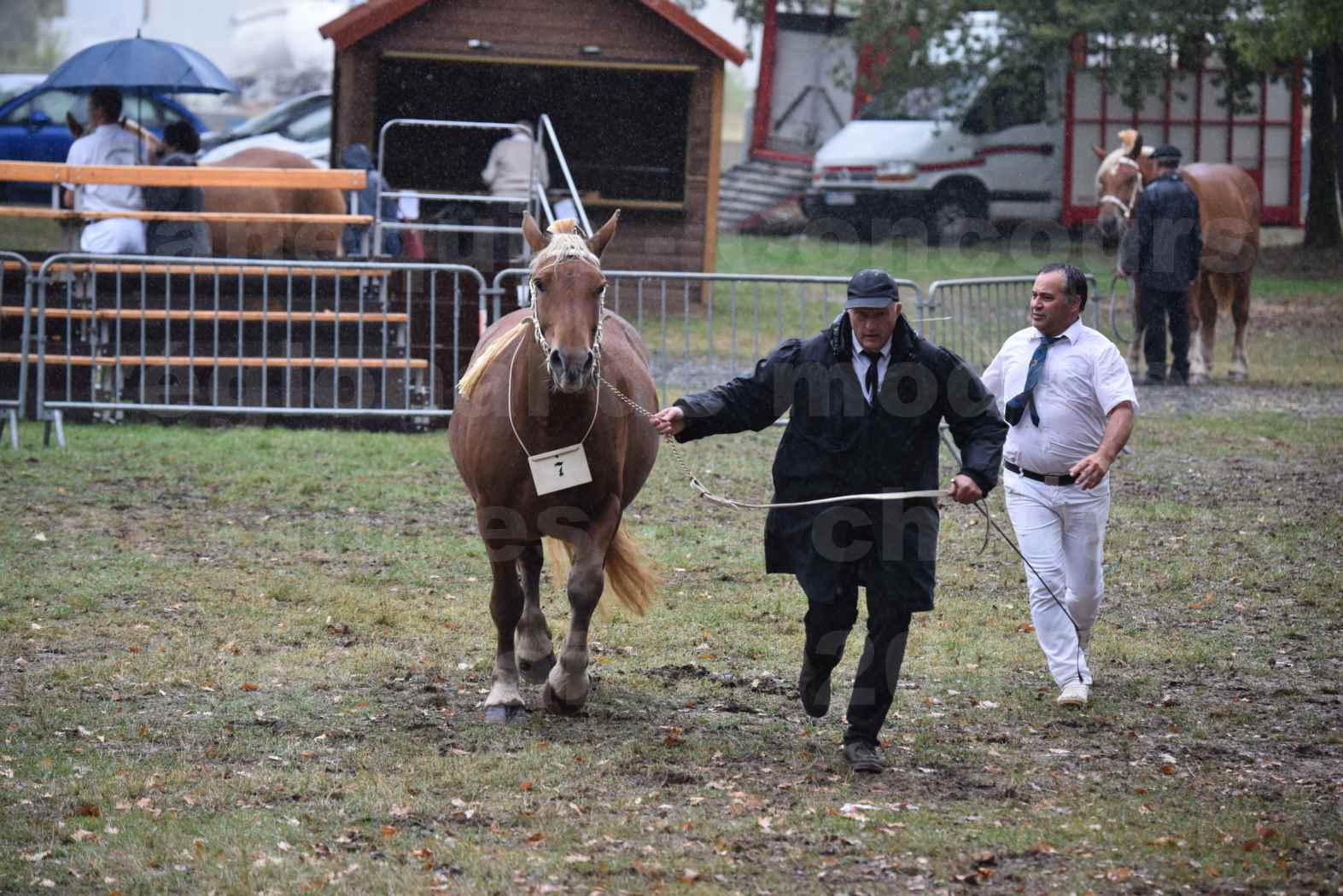 Concours Régional de chevaux de traits en 2017 - Trait COMTOIS - FANNY 61 - 08