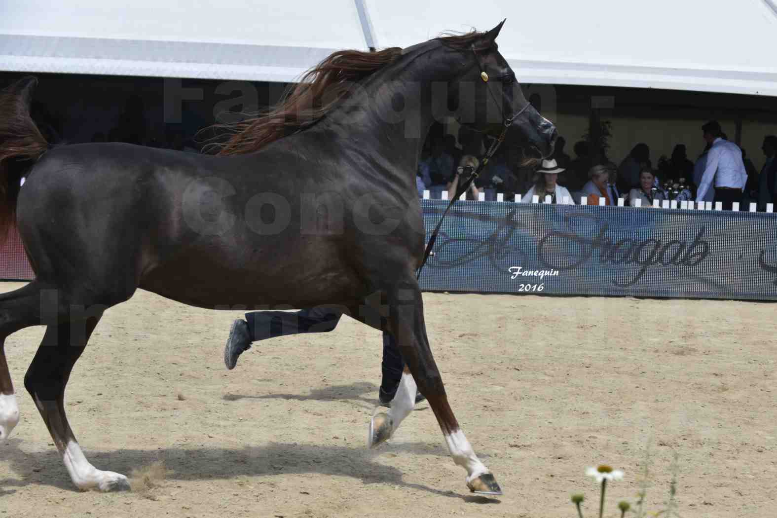 Championnat du pur-sang arabe de la Méditerranée et des pays arabes - MENTON 2016 - IM BAYARD CATHARE -  Notre Sélection - 20