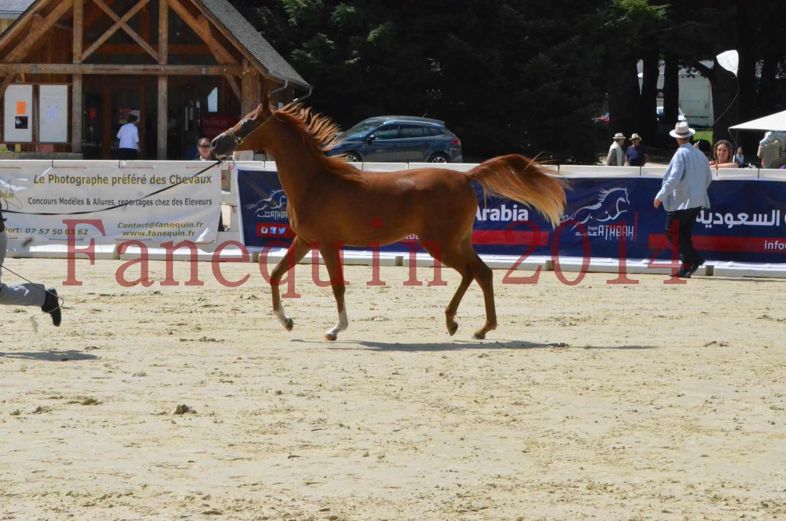 Championnat de FRANCE 2014 - Amateurs - SH CALLAS BINT ARMANI - 62