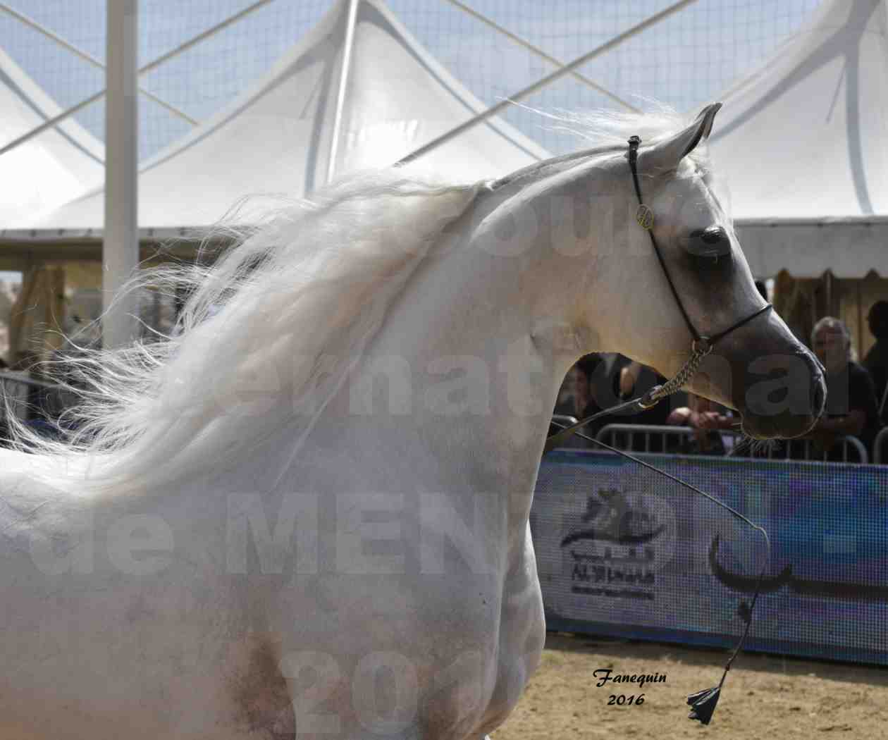 Show International de chevaux ARABES de MENTON 2016 - AJA ANGELO - Notre Sélection - Portraits - 04