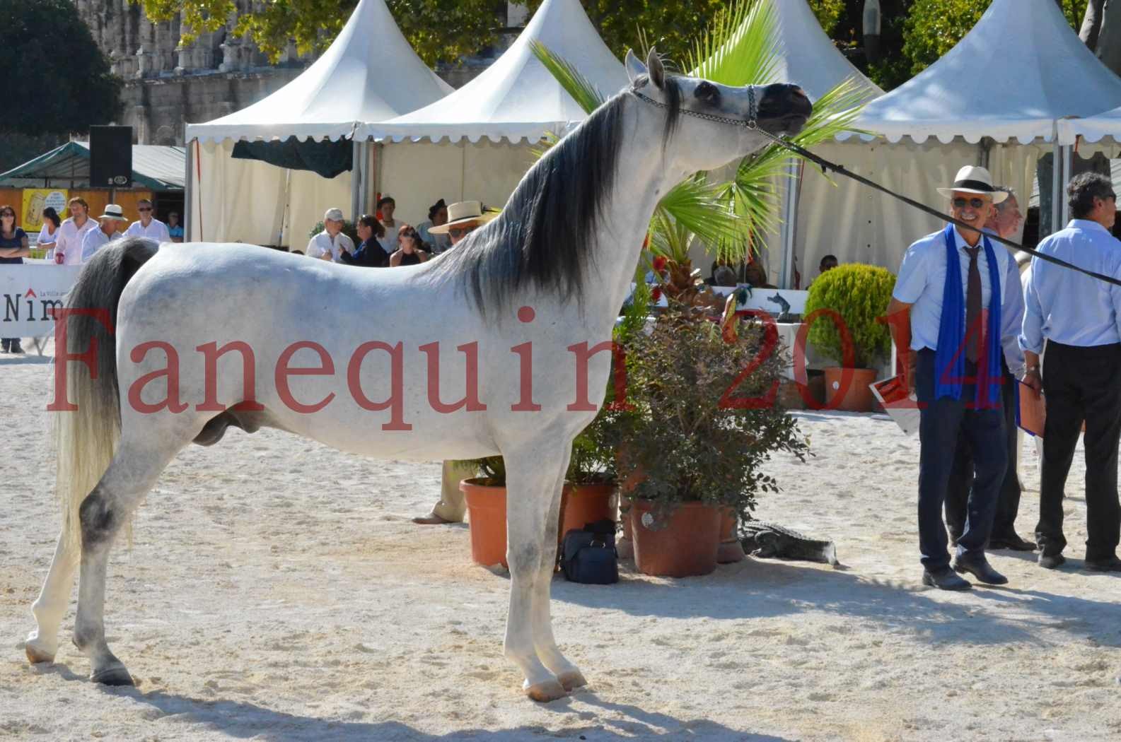 Concours National de Nîmes de chevaux ARABES 2014 - Championnat - SHAOLIN DE NEDJAIA - 41