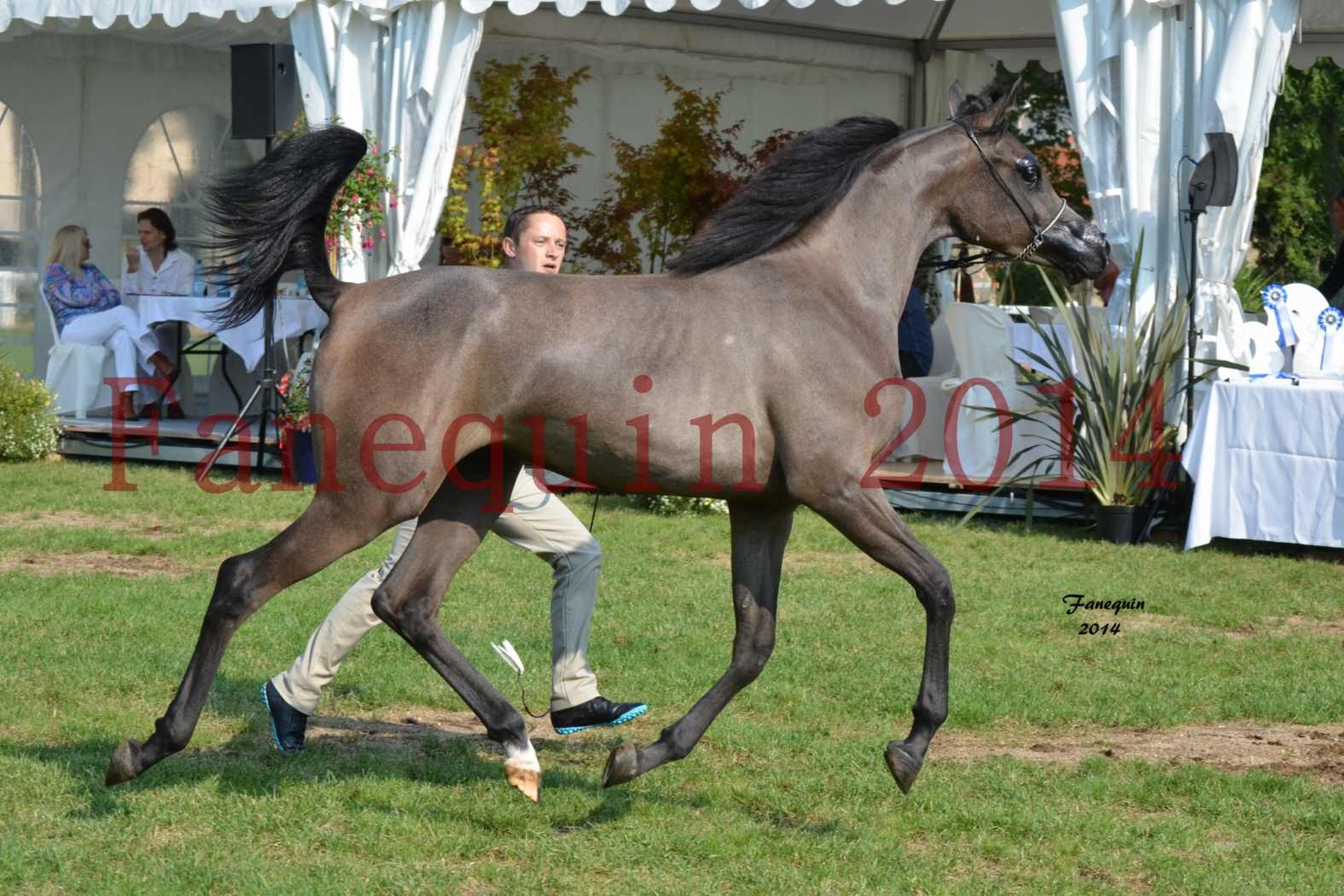 SHOW INTERNATIONAL DE VICHY 2014 - LOHENBERG VICTORIA