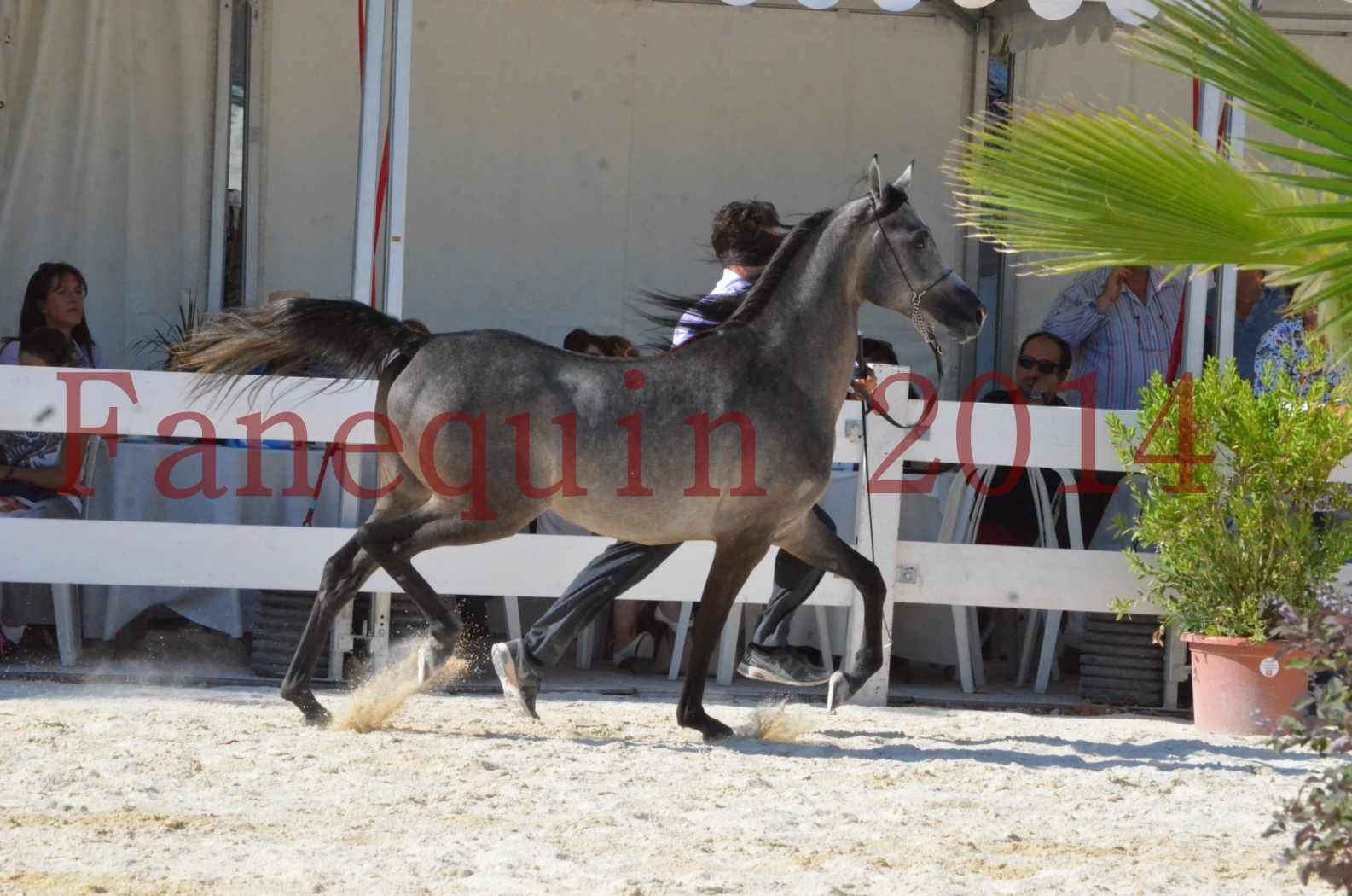 Concours National de Nîmes de chevaux ARABES 2014 - Championnat - JOSEPH'S BOUZIOLS - C 13