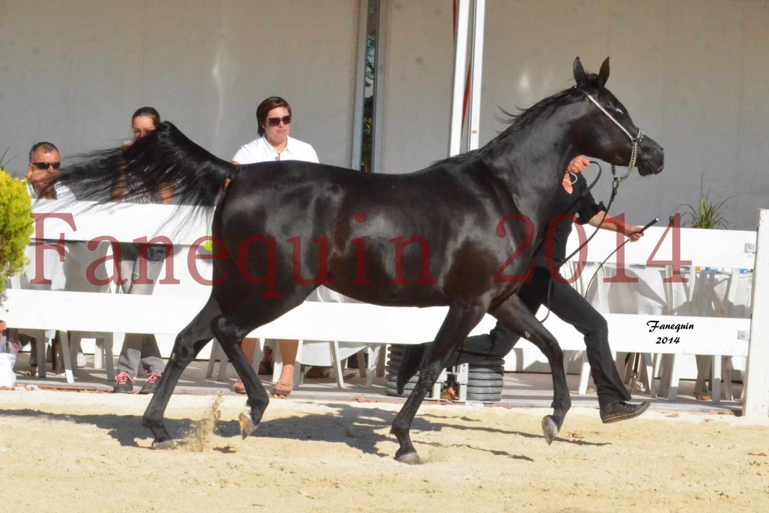 Concours National de Nîmes de chevaux ARABES 2014 - Notre Sélection - COLKAZEENIA DU SOLEIL - 4