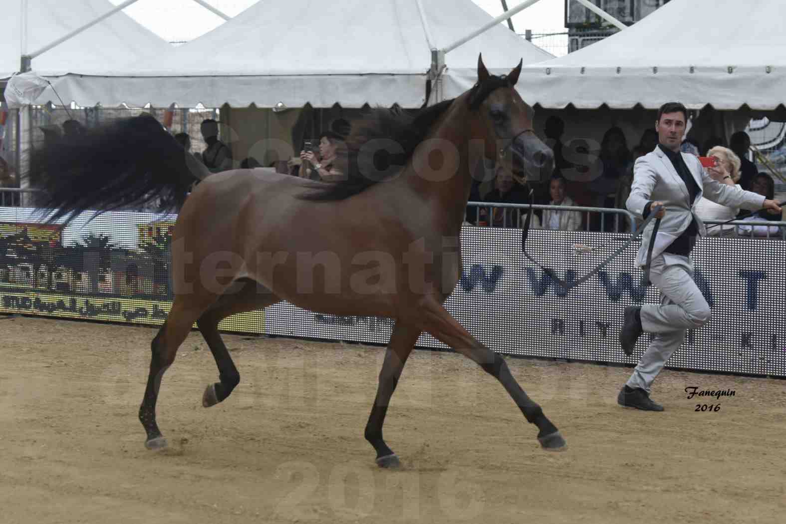 Championnat du pur-sang arabe de la Méditerranée et des pays arabes - MENTON 2016 - MAI AL JASSIMYA - Notre Sélection - 3