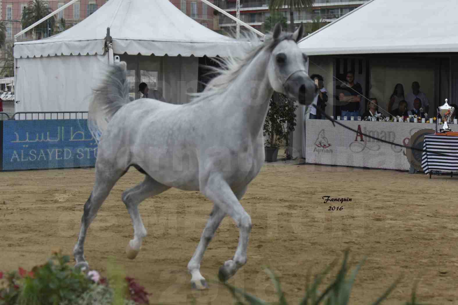 Championnat du pur-sang arabe de la Méditerranée et des pays arabes - MENTON 2016 - WADAD ZAMANI - Notre Sélection - 9