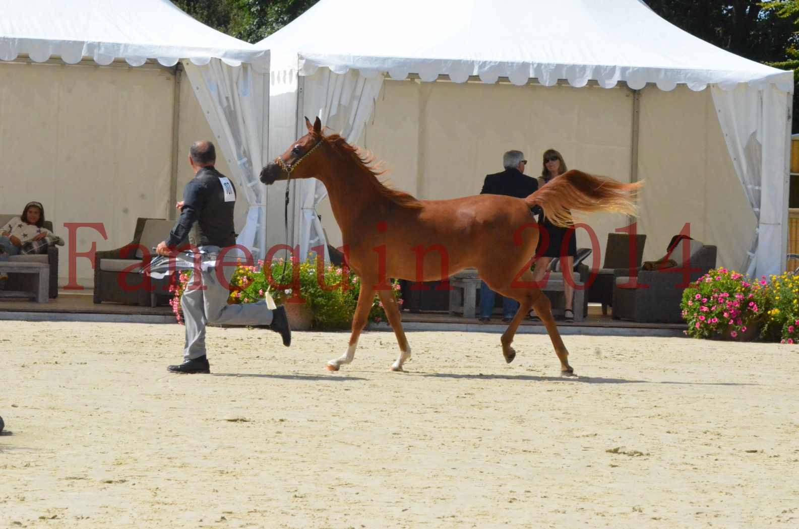 Championnat de FRANCE 2014 - Amateurs - SH CALLAS BINT ARMANI - 60