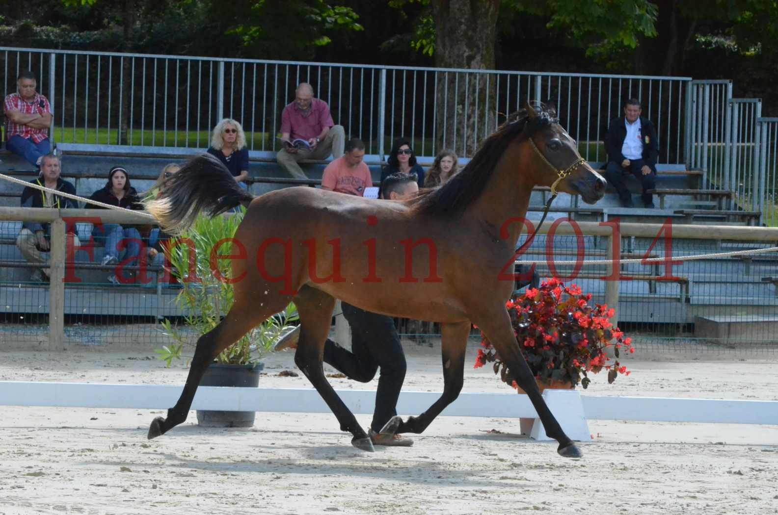 Championnat de FRANCE 2014 - Amateurs - KAL'ELLE D'ELHORIA - 46