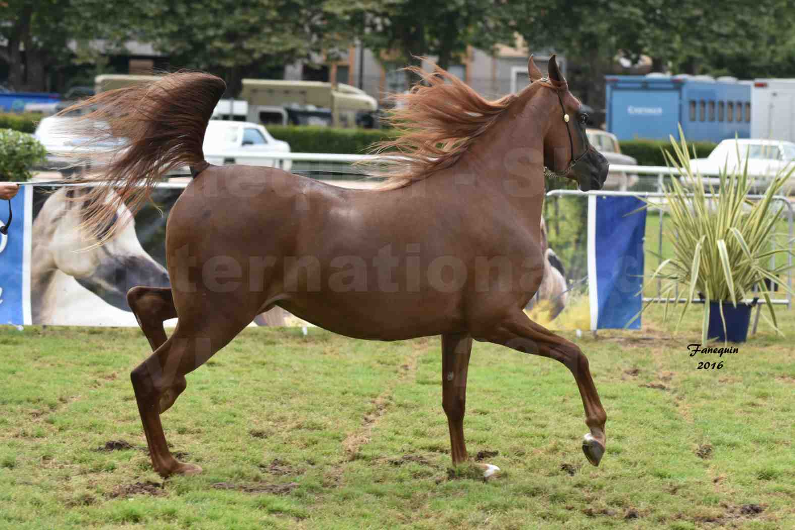 International Arabian Horse Show B de VICHY 2016 - PEARL DE DJOON - Notre Sélection - 38