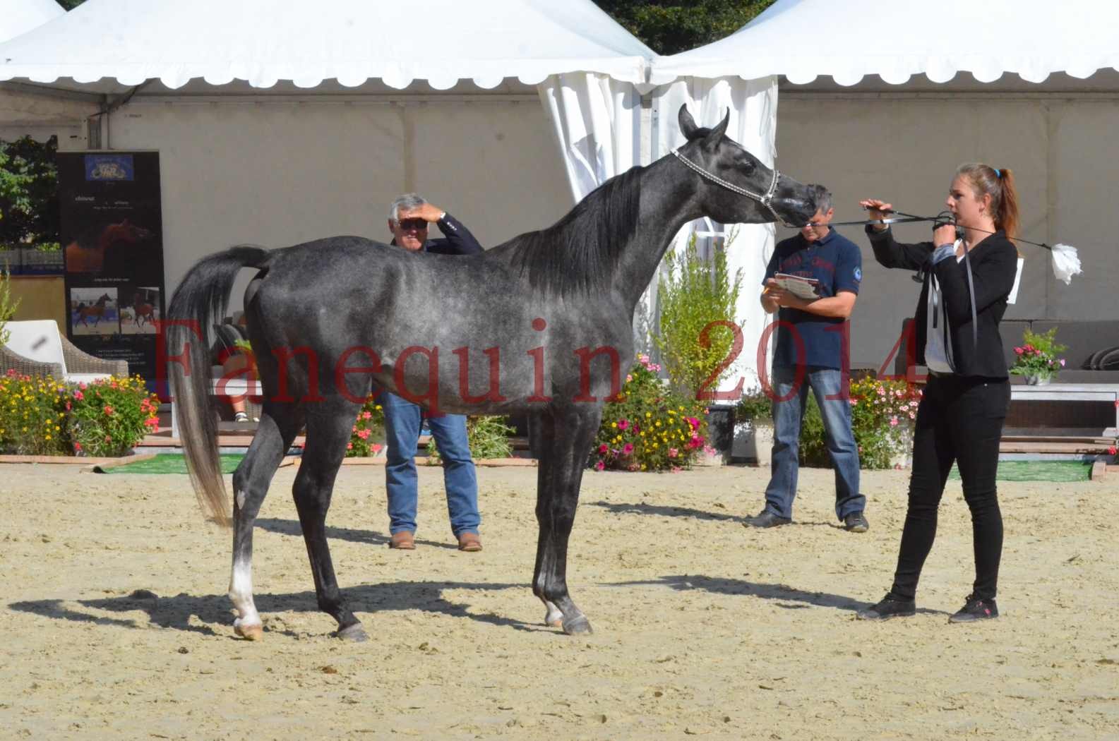 Championnat de FRANCE 2014 - Amateurs - CHTI KAID D'AUBIN - 45